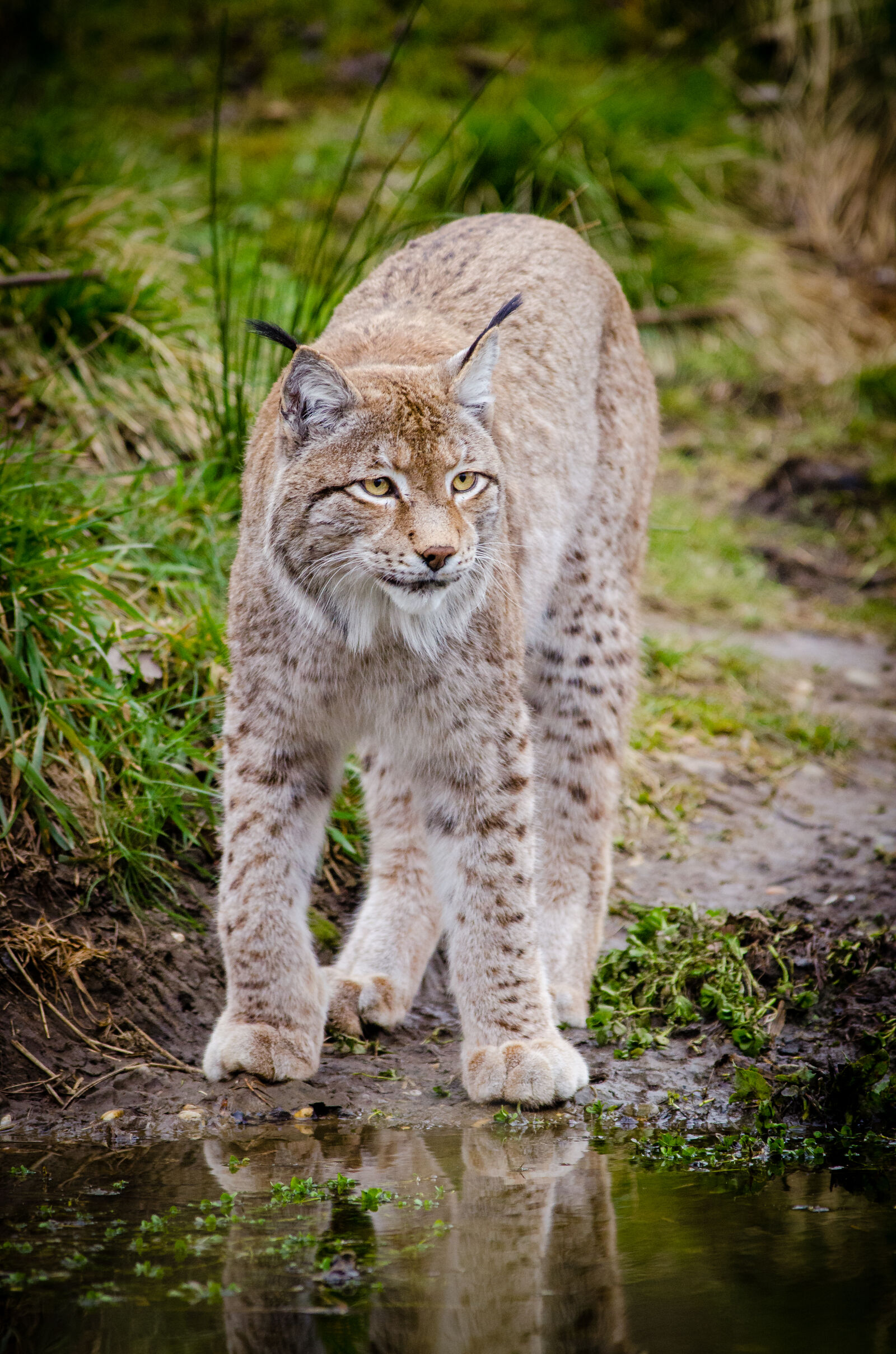 Nikon D7000 + Sigma APO Tele Macro 300mm F4 sample photo. Brown, and, white, cat photography