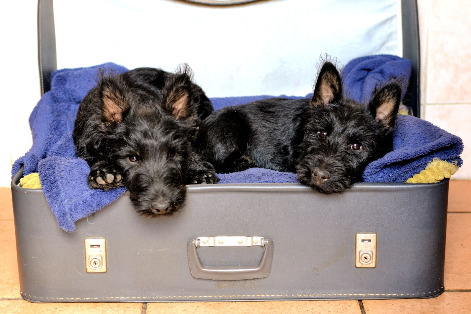 Nikon D3100 sample photo. Scottish terriers, black, sleeping photography