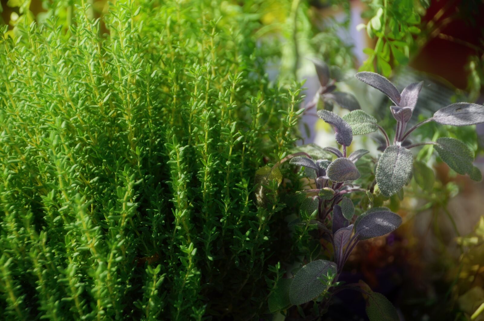 Nikon D3200 sample photo. Plant, medieval, medieval times photography