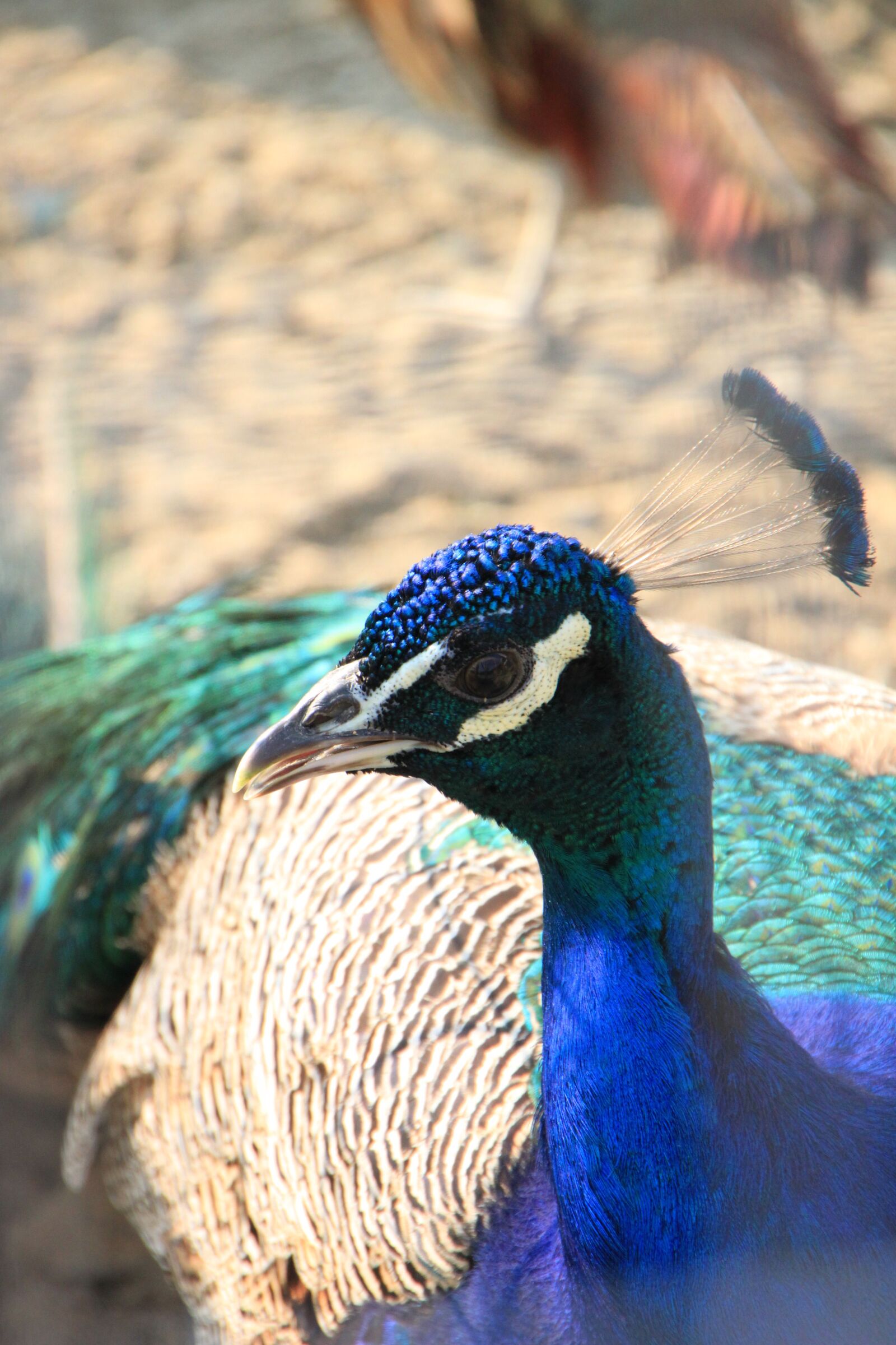 Canon EOS 500D (EOS Rebel T1i / EOS Kiss X3) sample photo. Peacock, birds, colored photography