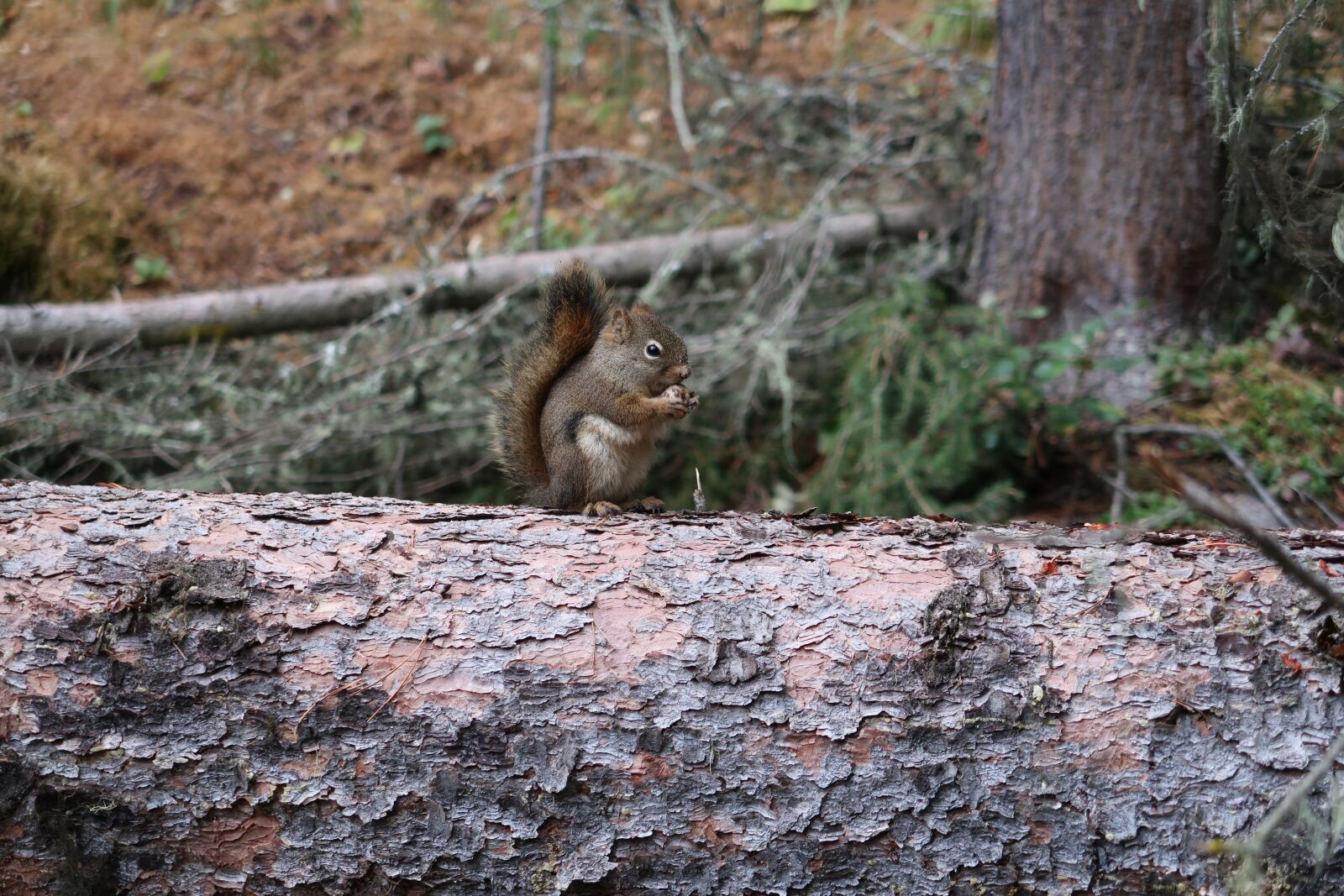Canon PowerShot G7 X Mark II sample photo. Chipmunk, log, nut photography
