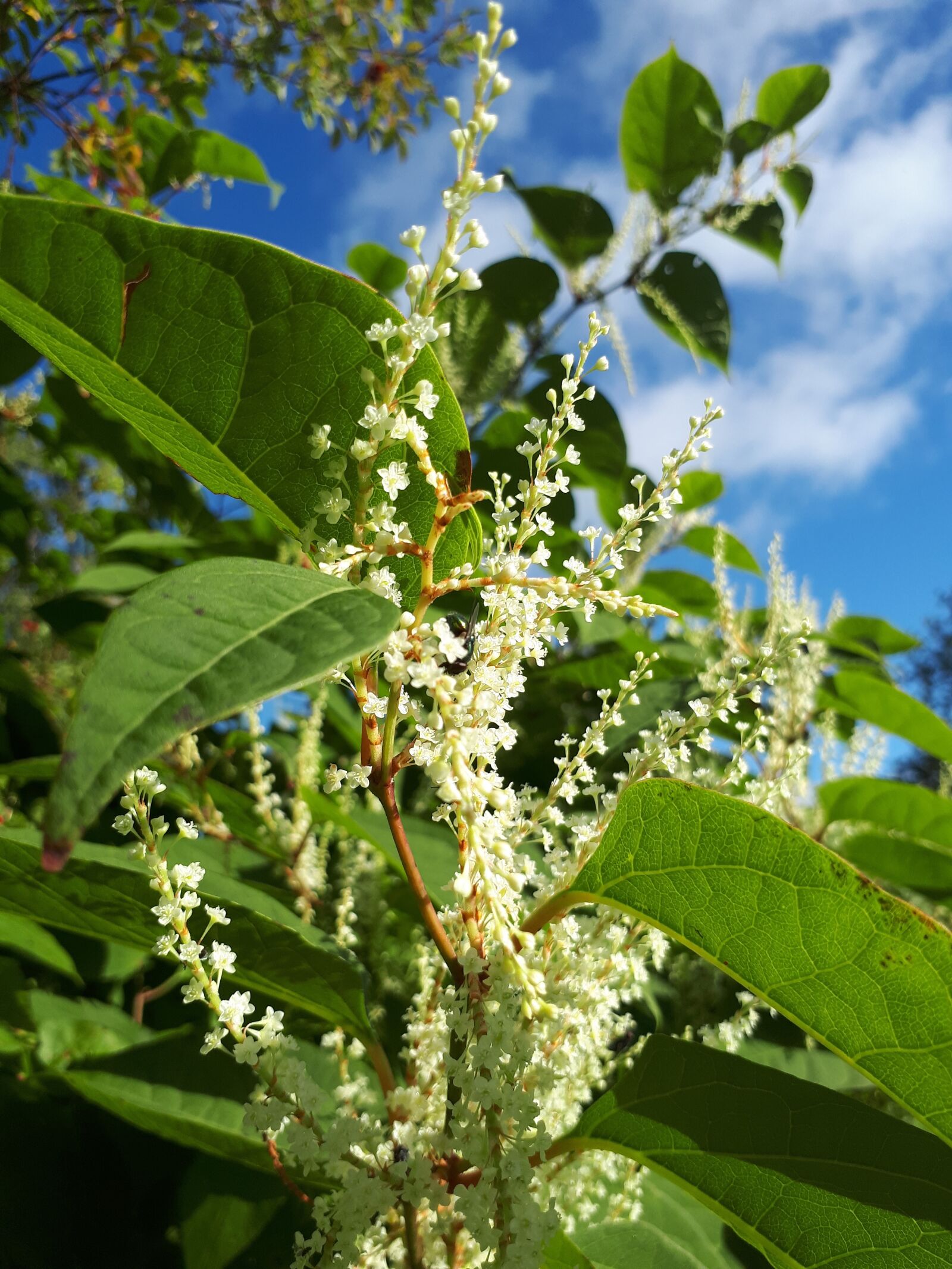 Samsung Galaxy A5(2017) sample photo. Flower, latvia, nature photography