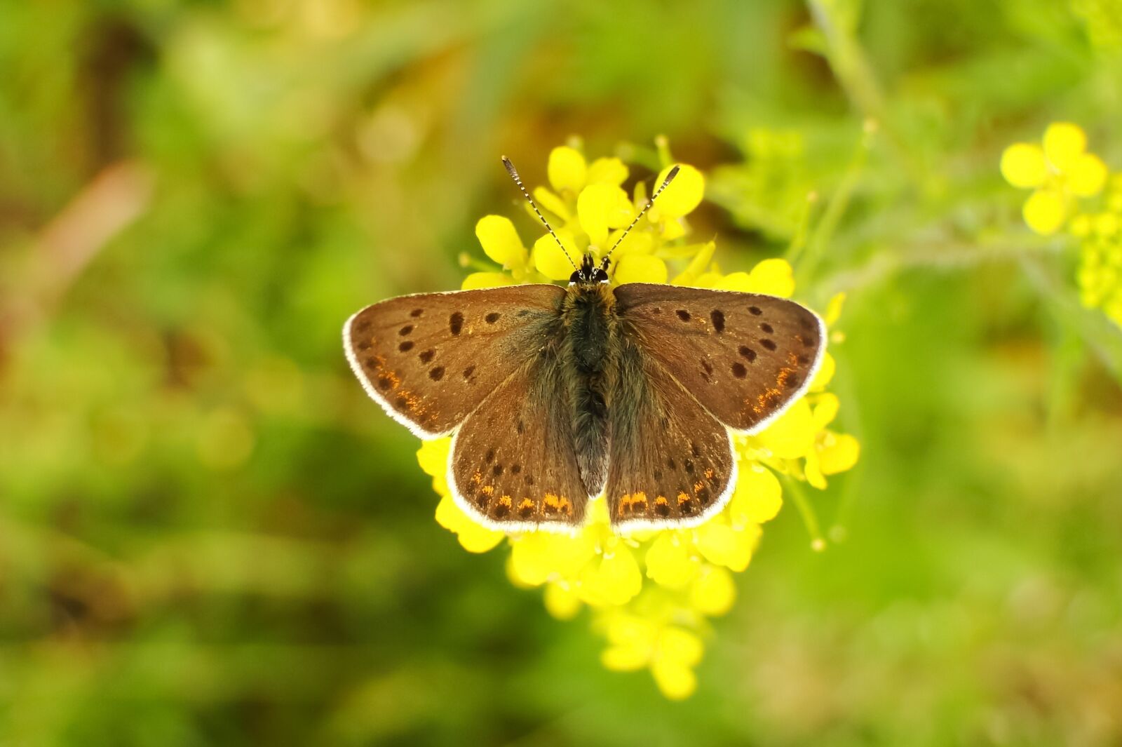 Sony Cyber-shot DSC-HX1 sample photo. Nature, butterfly day, insect photography