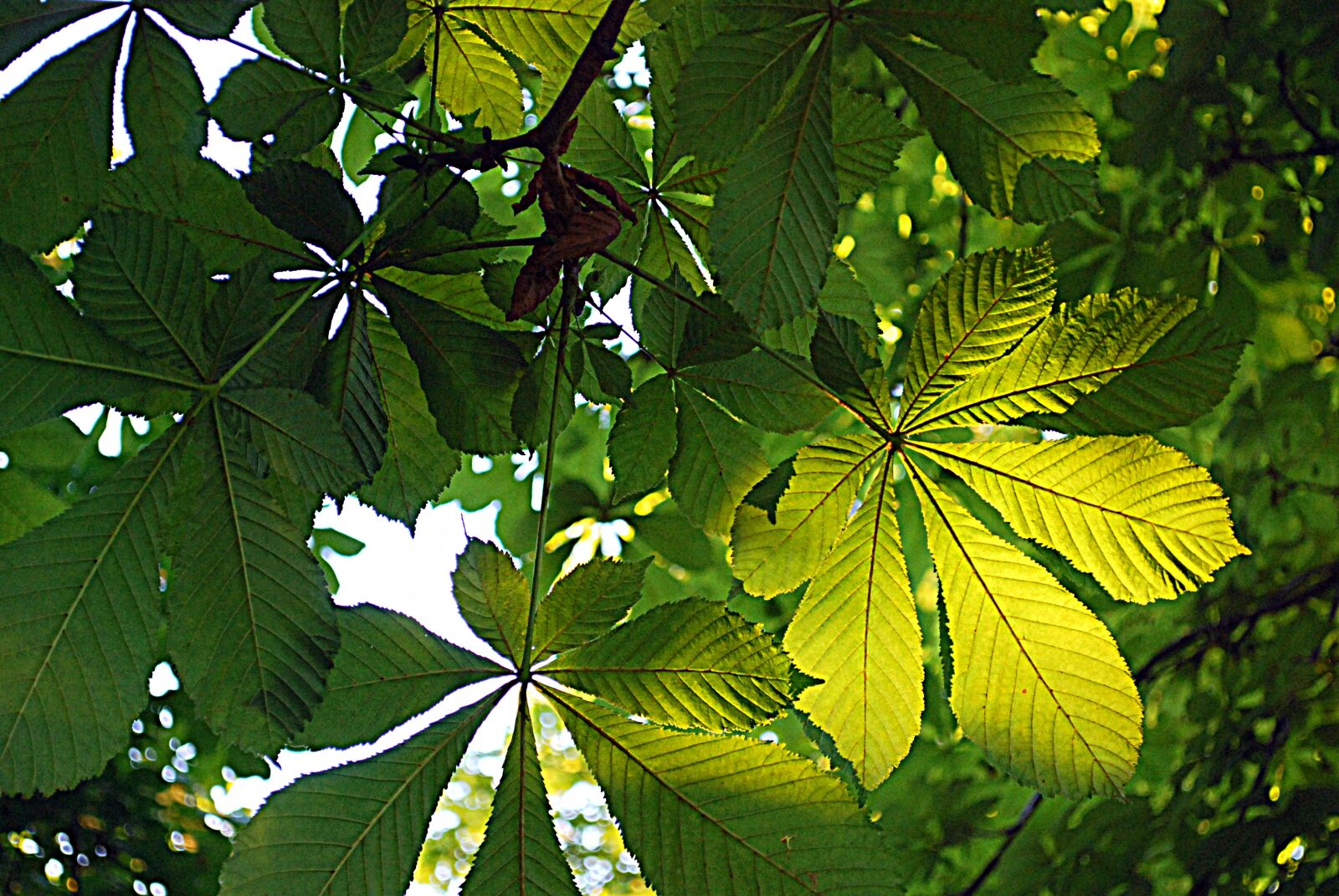 Nikon D60 sample photo. Tree, wood, green photography