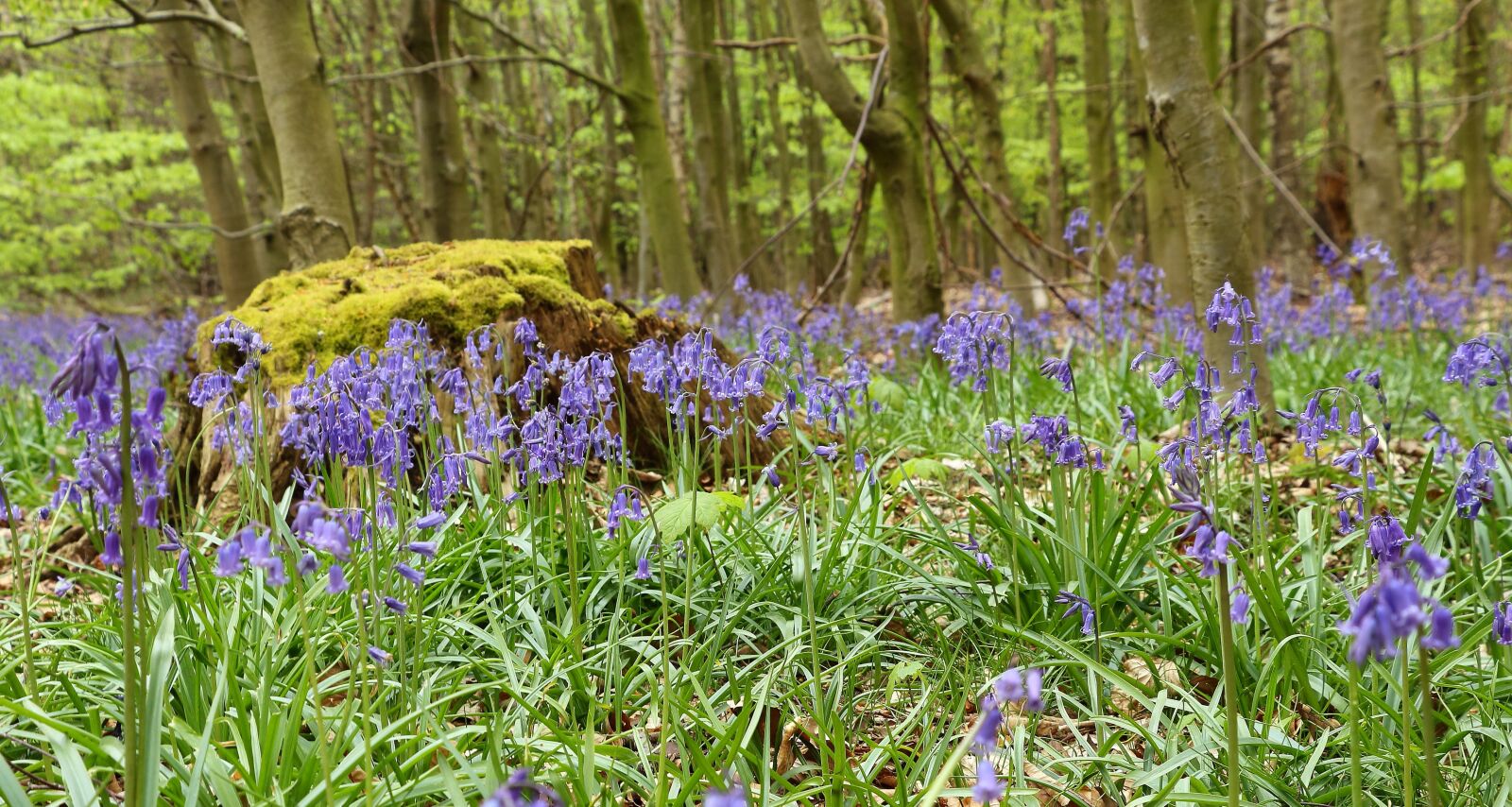 Canon EOS 700D (EOS Rebel T5i / EOS Kiss X7i) sample photo. Forest, flowers, forest floor photography