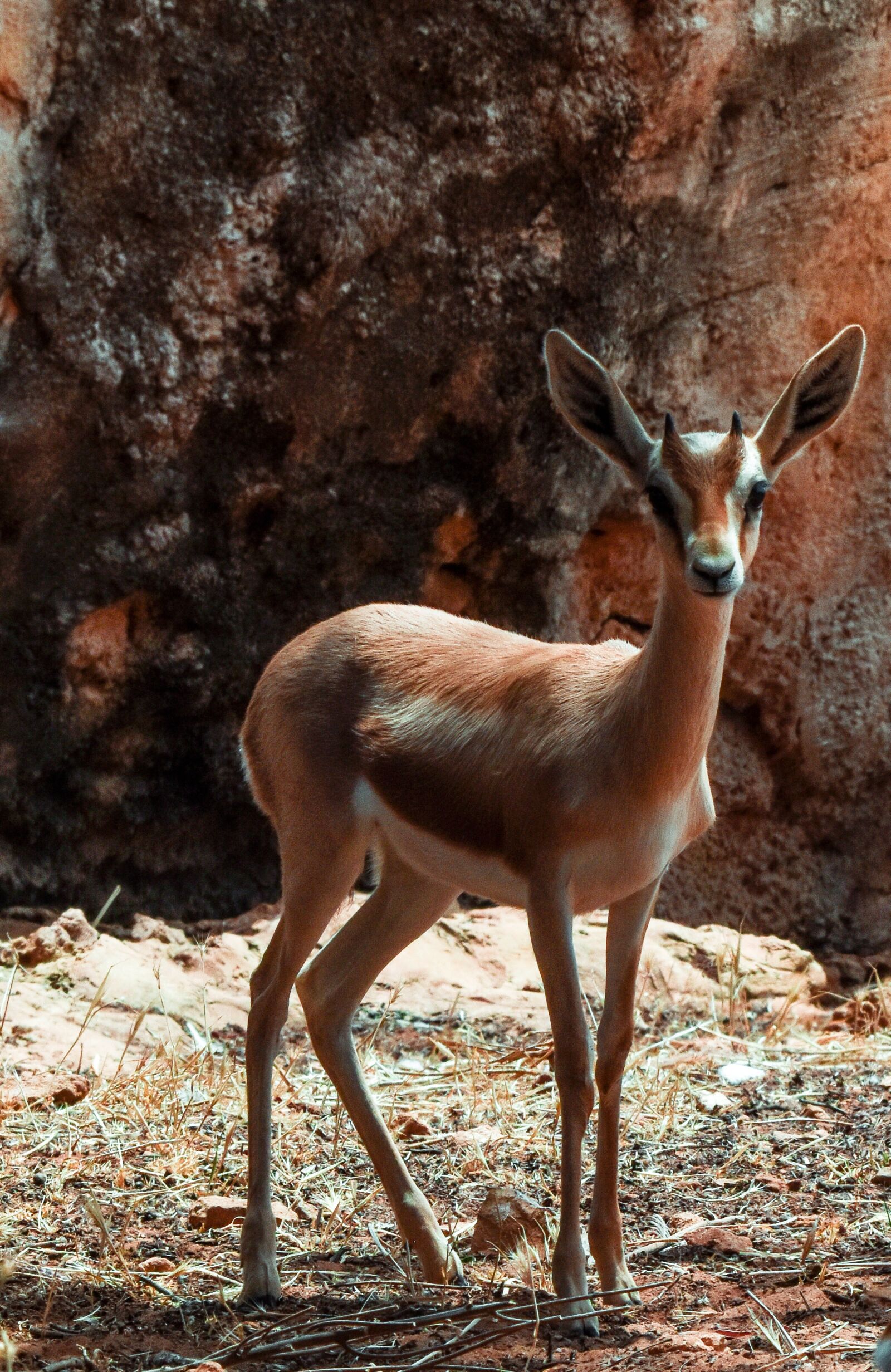 Nikon D7200 sample photo. Gazelle, dorcas, nature photography