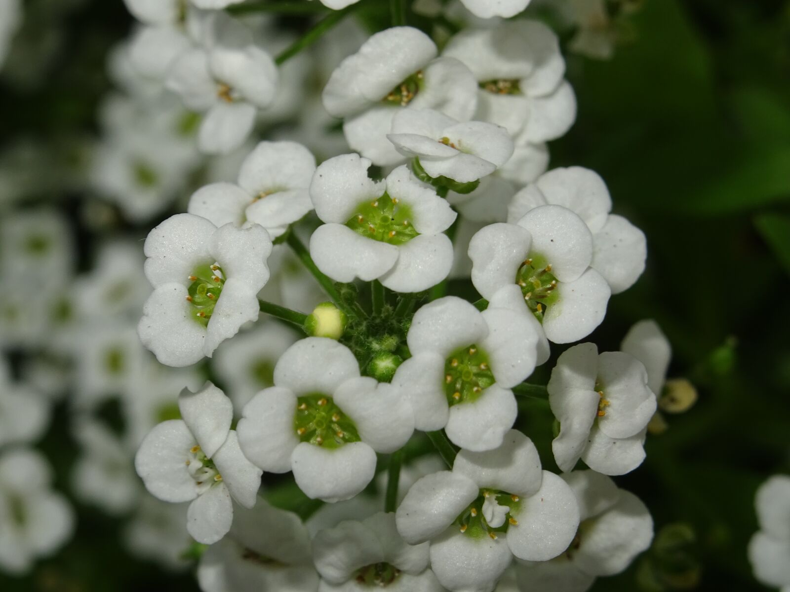 Sony DSC-HX60 sample photo. Flower, white, small photography