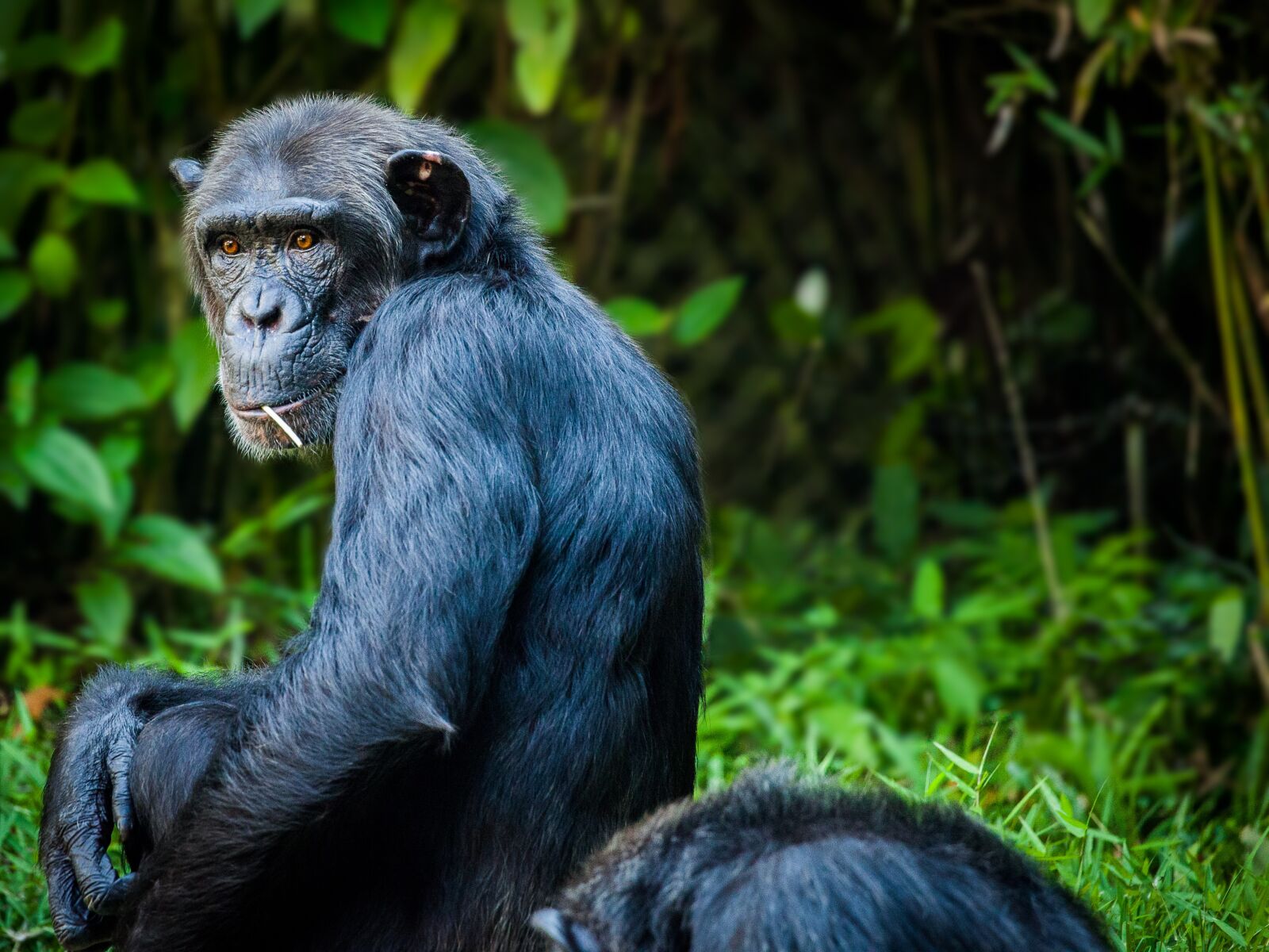 Canon EOS 5D Mark II sample photo. Chimpanzee, monkey, ape photography
