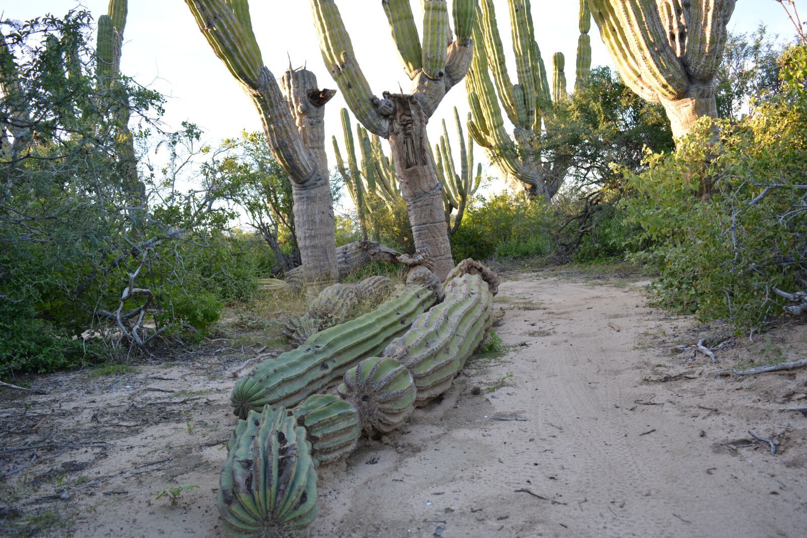 Nikon D5200 sample photo. Dead cactus, laying on photography