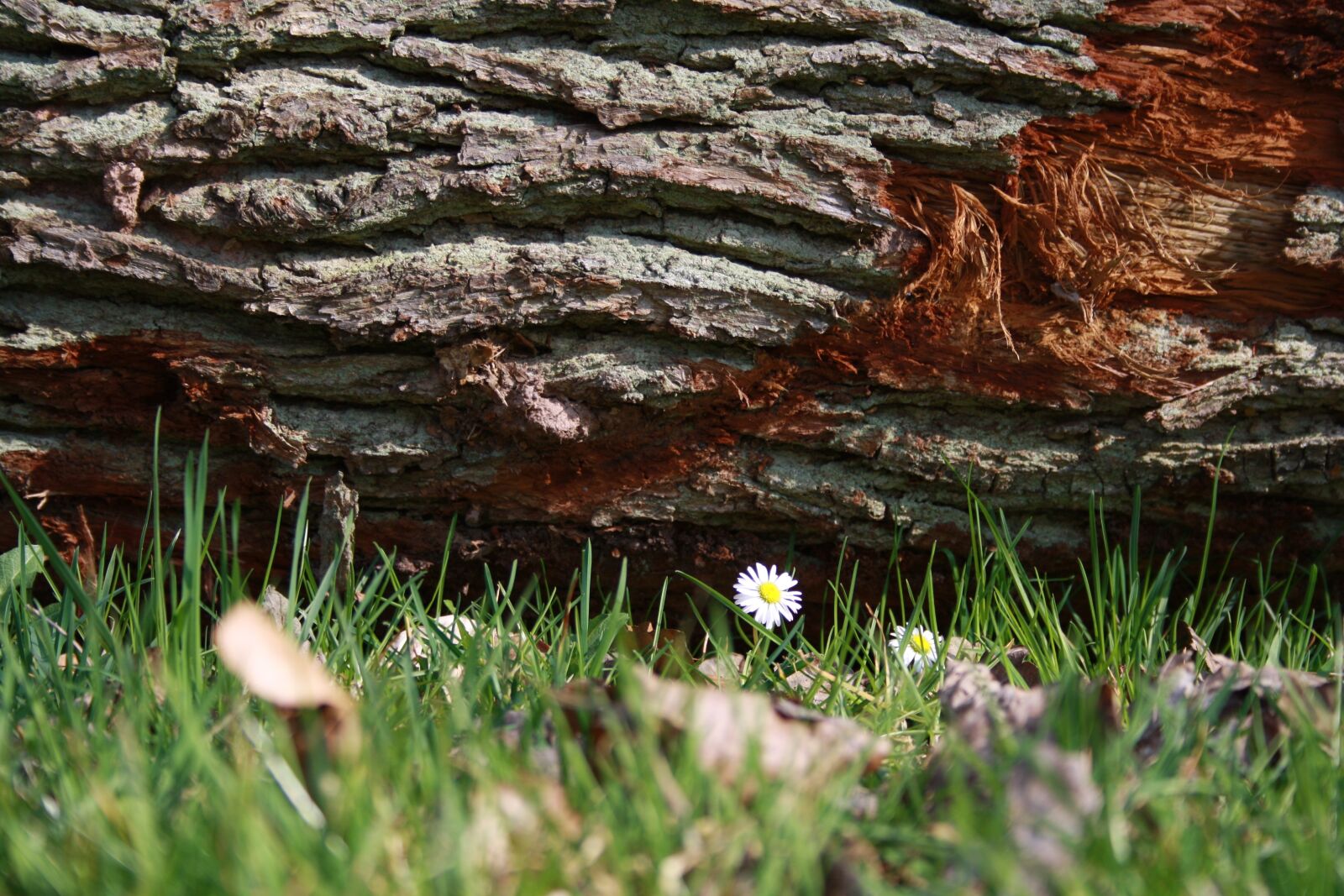 Canon EOS 1000D (EOS Digital Rebel XS / EOS Kiss F) sample photo. Log, daisy, nature photography