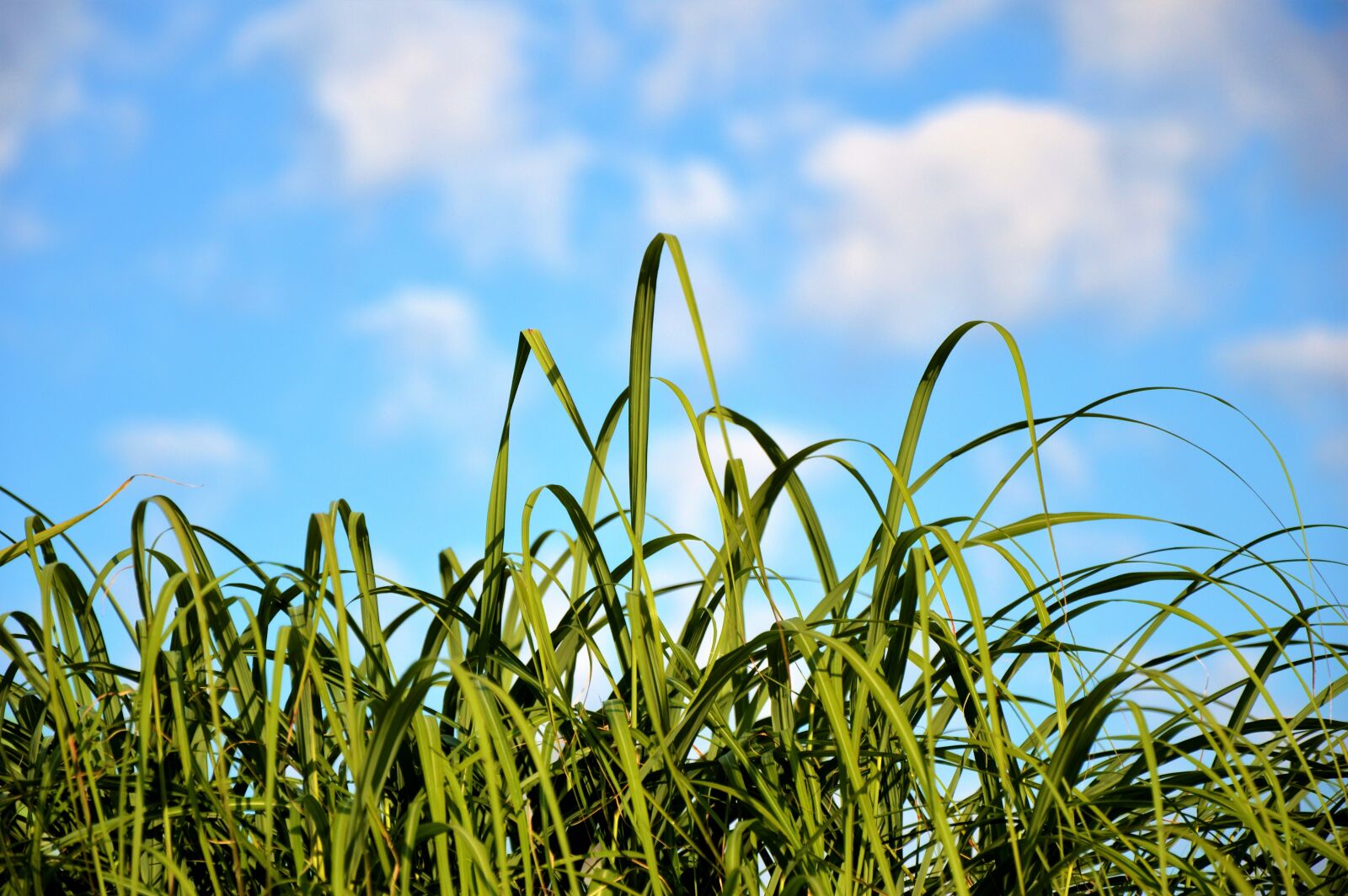 Nikon D3200 sample photo. Grass, blades of grass photography