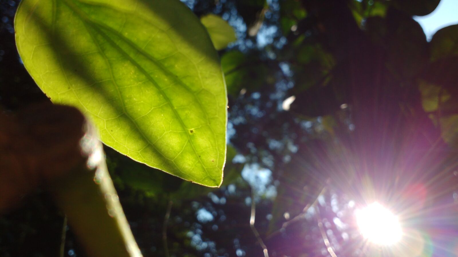Motorola MotoG3 sample photo. Afternoon, cool, green, leaf photography