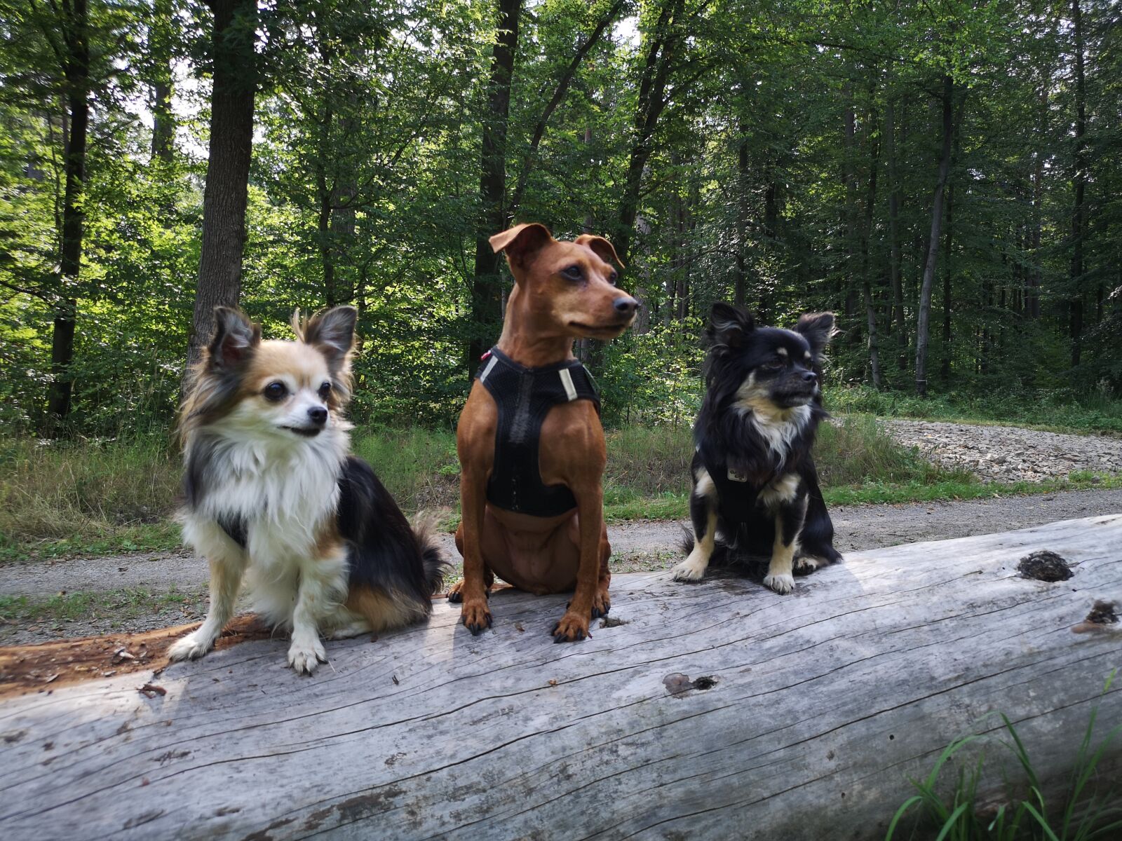 HUAWEI CLT-L29 sample photo. Dog, reh pinscher, chihuahua photography