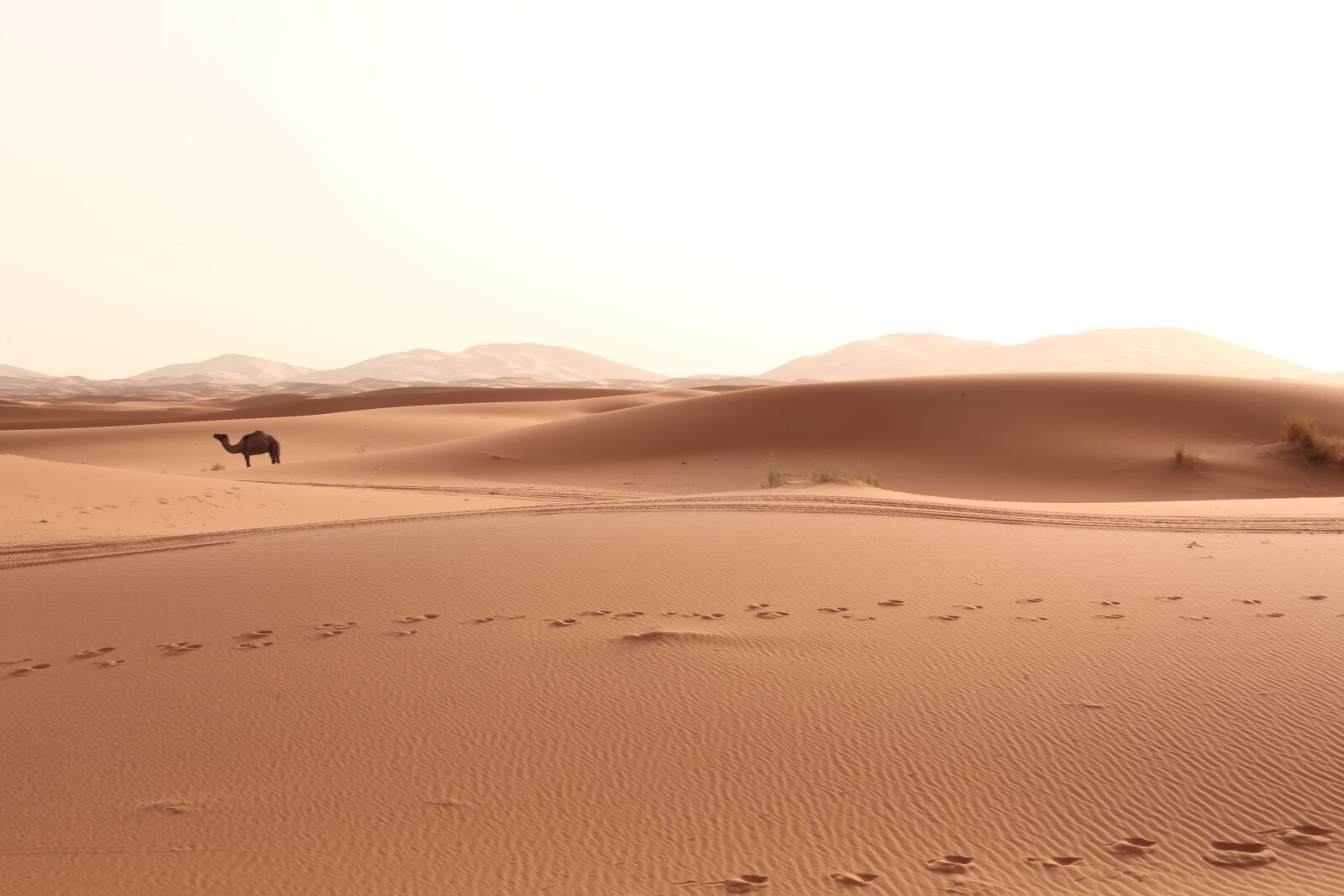 Canon EOS 5D Mark II sample photo. Desert, sand, landscape photography