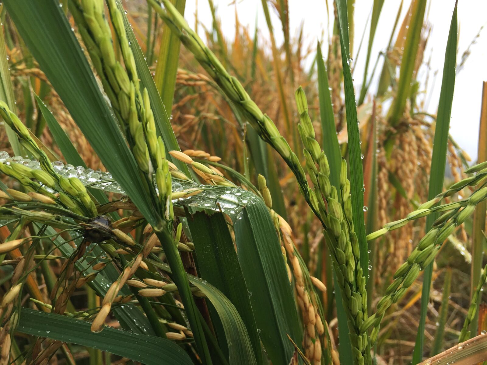 Apple iPhone 6 sample photo. Paddy, rice, plant photography