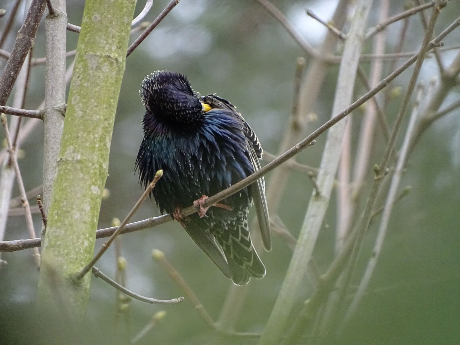 Sony Cyber-shot DSC-HX400V sample photo. Bird, star, spring photography