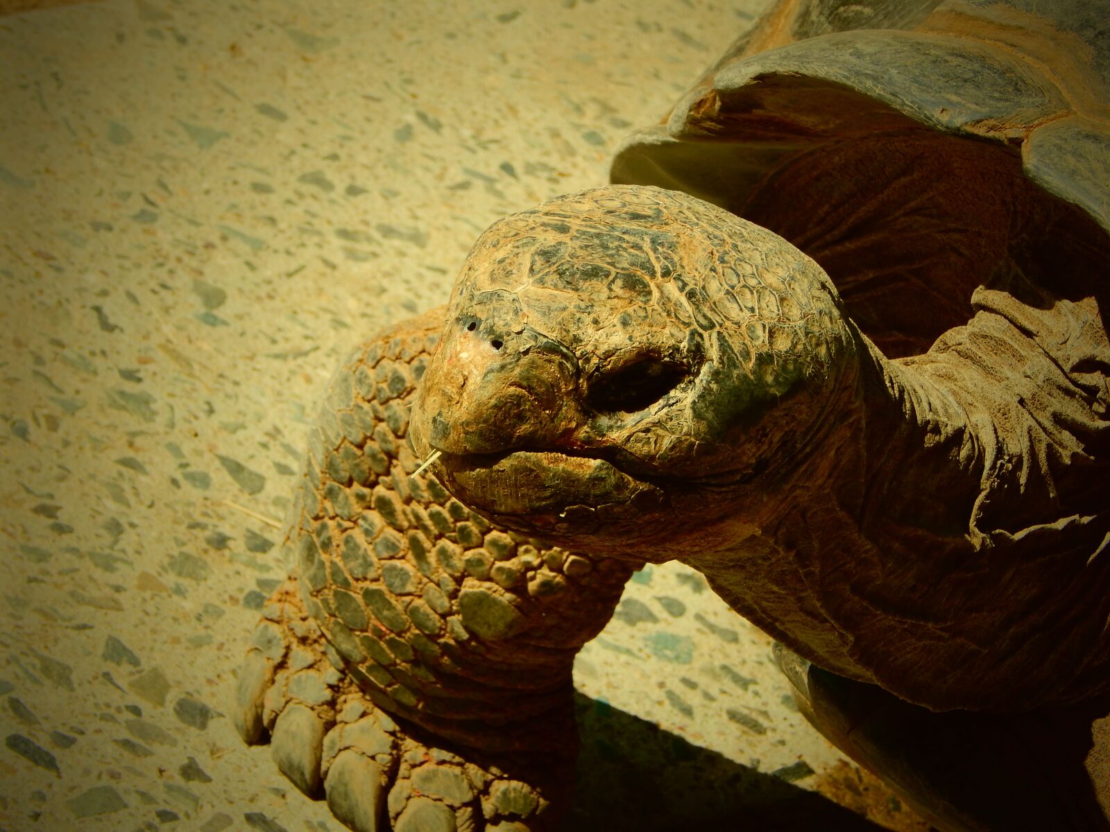 Nikon Coolpix L830 sample photo. Tortoise, turtle, animal photography