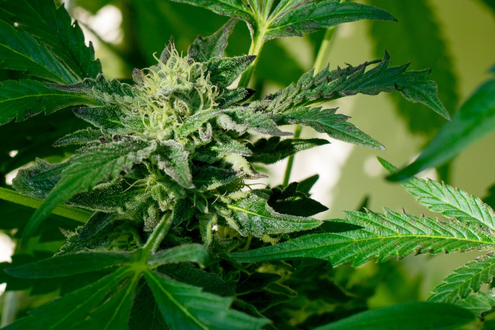 Nikon D3400 sample photo. Marijuana, plant, cannabis photography
