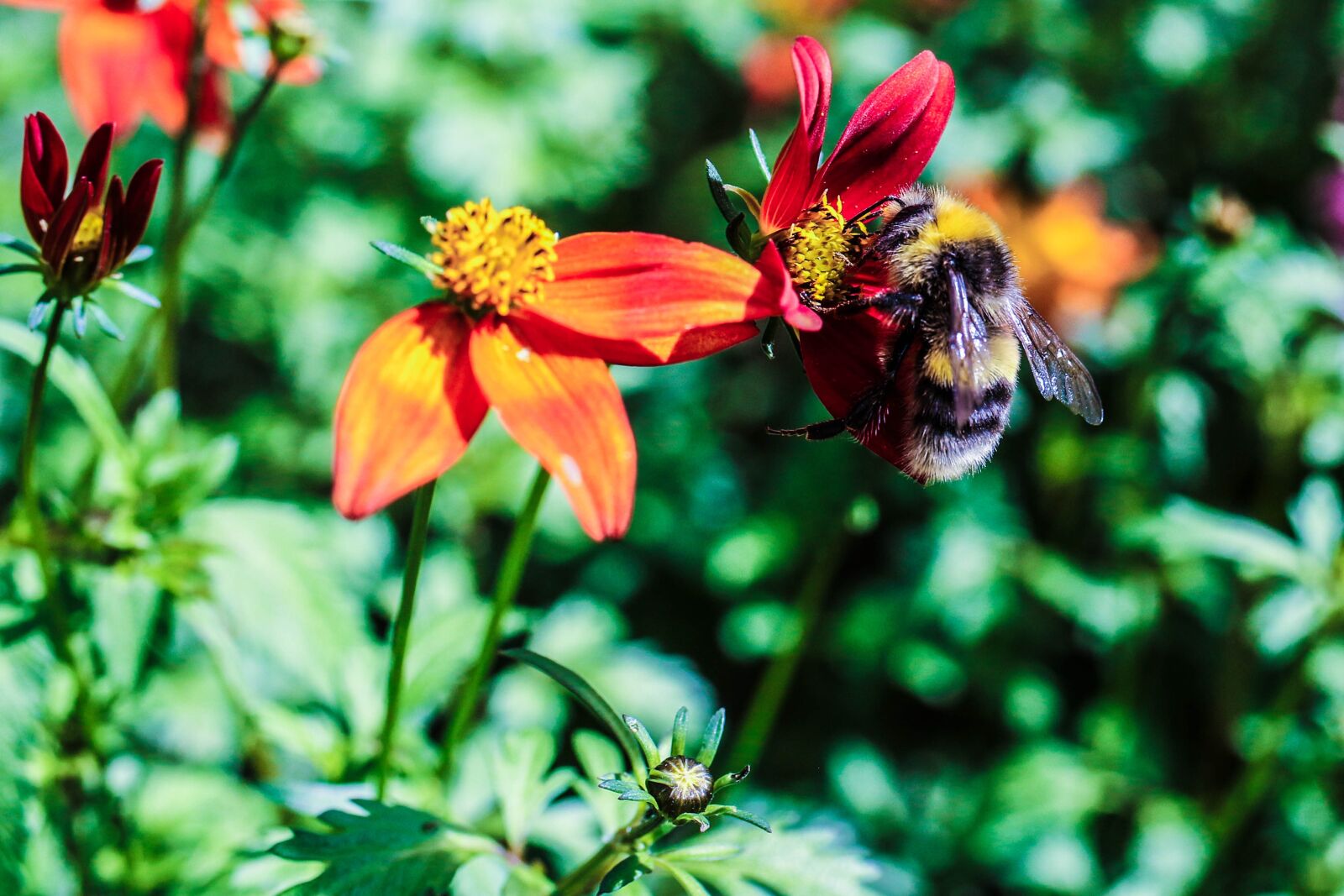 Canon EOS 7D Mark II sample photo. Garden flower, bumble bee photography