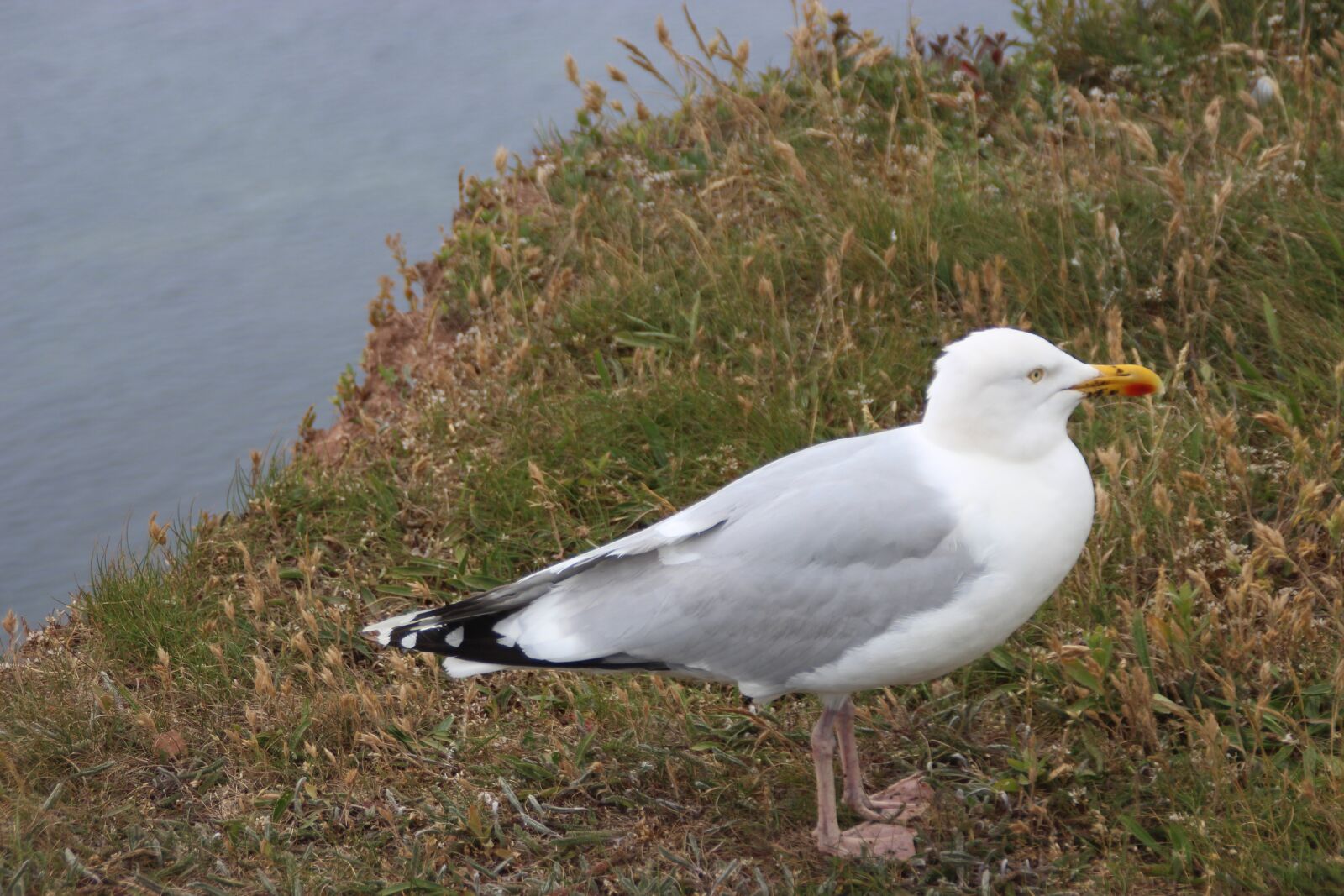 Canon EOS 700D (EOS Rebel T5i / EOS Kiss X7i) sample photo. Herring gull, sea birds photography
