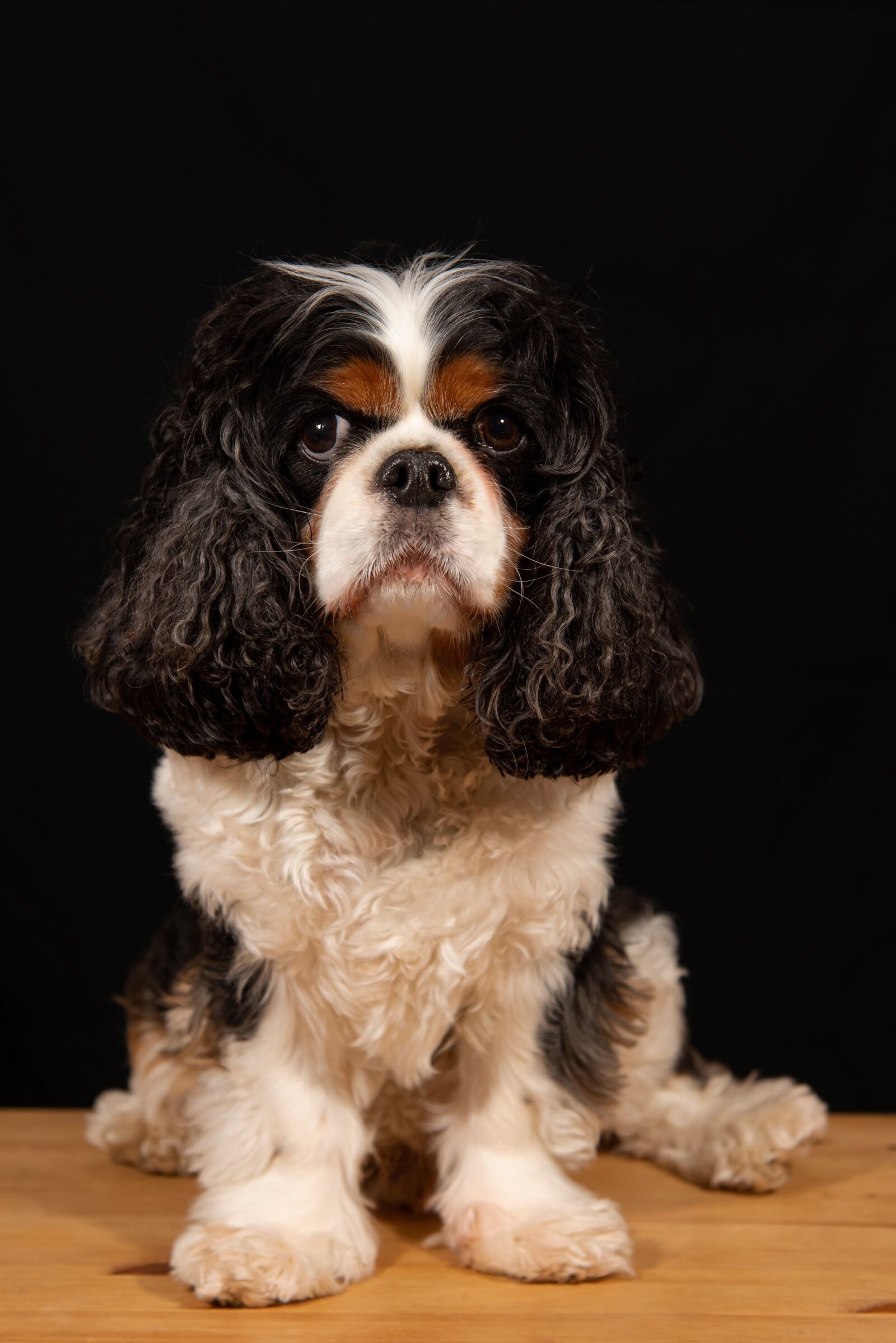Nikon D750 sample photo. Dog, canine, king photography