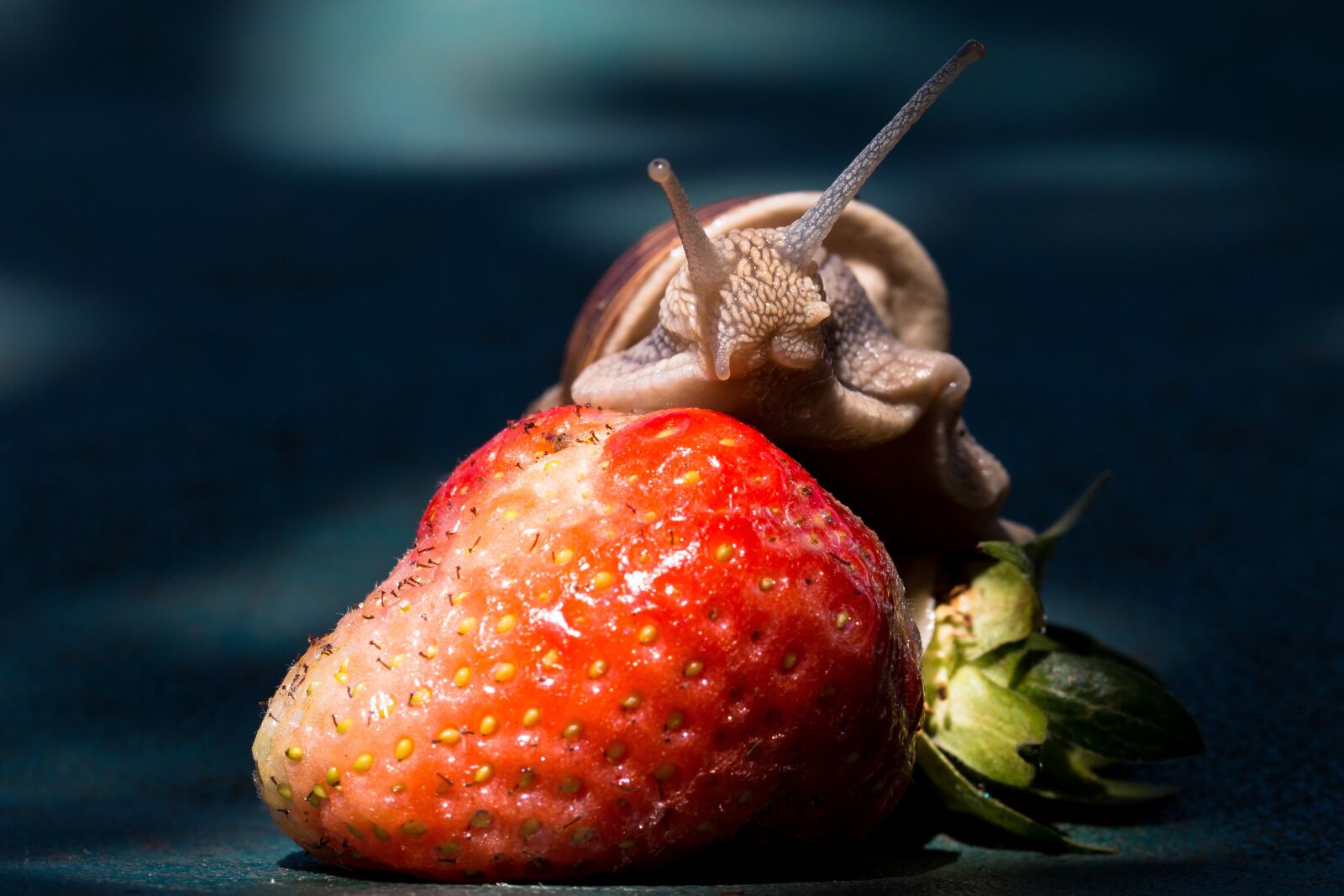 Canon EOS 70D sample photo. Strawberry, snail, eat photography