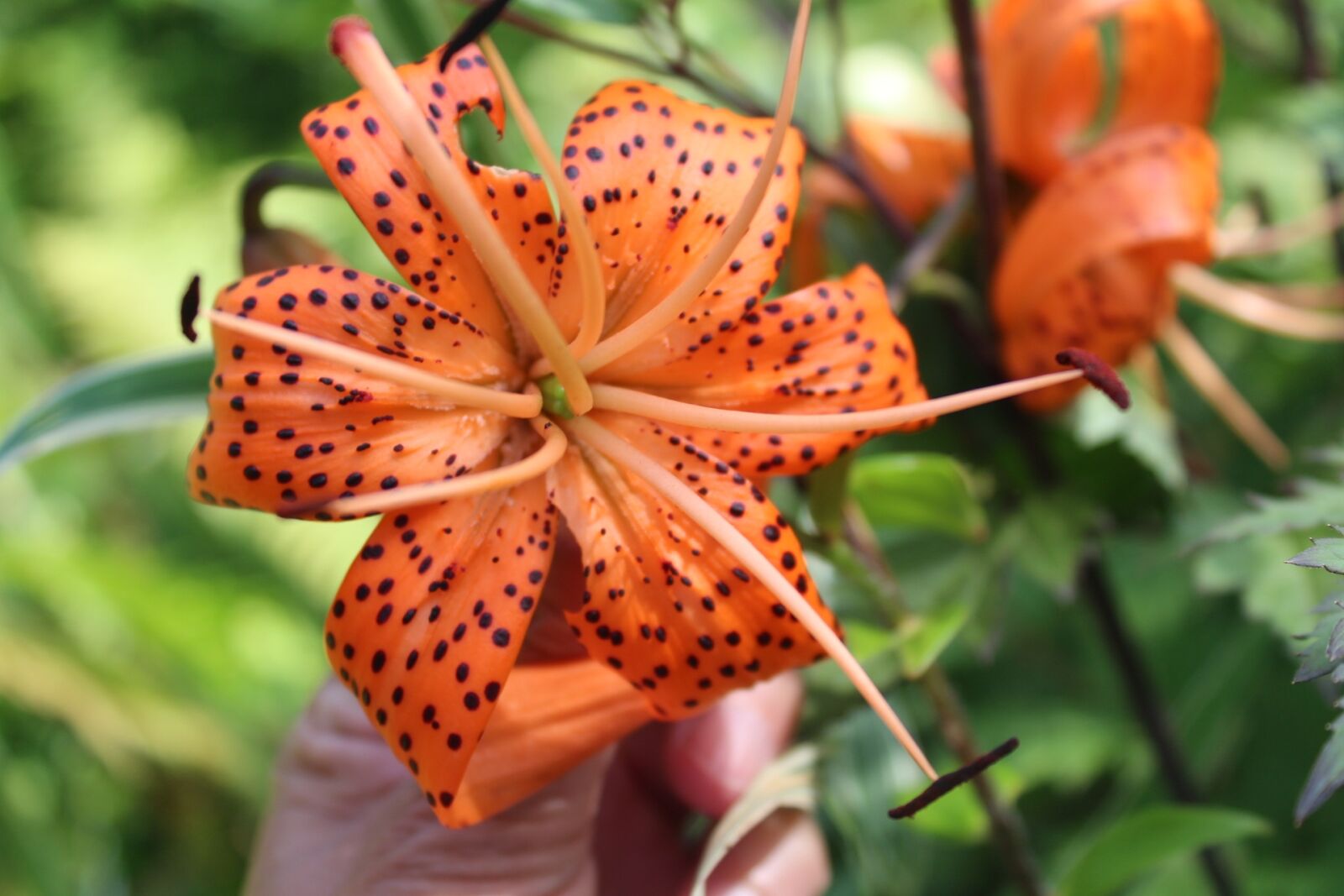 Canon EOS 1200D (EOS Rebel T5 / EOS Kiss X70 / EOS Hi) sample photo. Flower, garden, lily photography