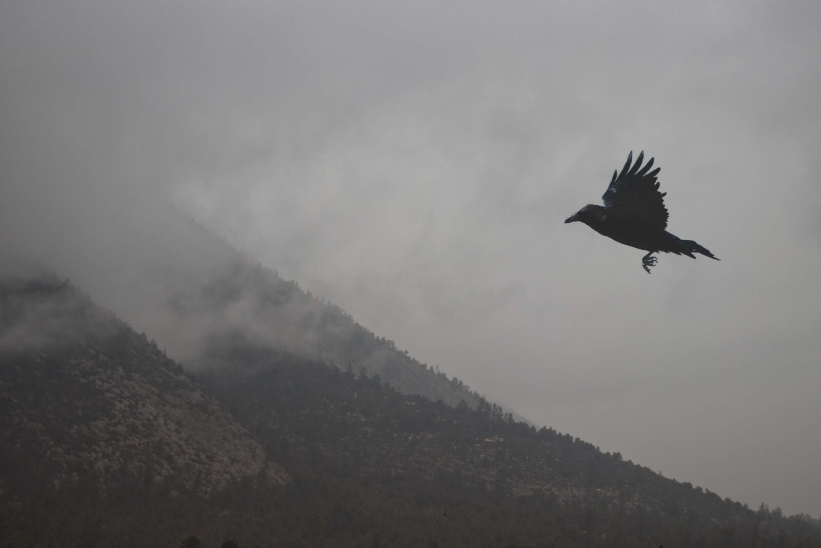 Crow mountains. Ворон в горах. Высокогорные вороны. Ворона в тумане. Ворон на горе.