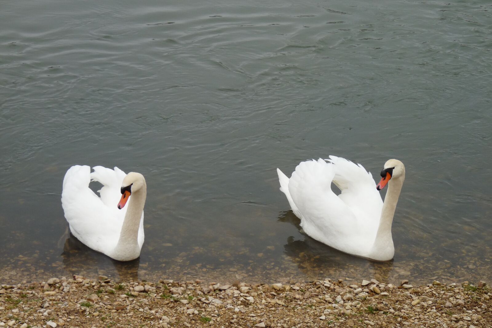 Panasonic Lumix DMC-FZ28 sample photo. Swan, swans, together photography