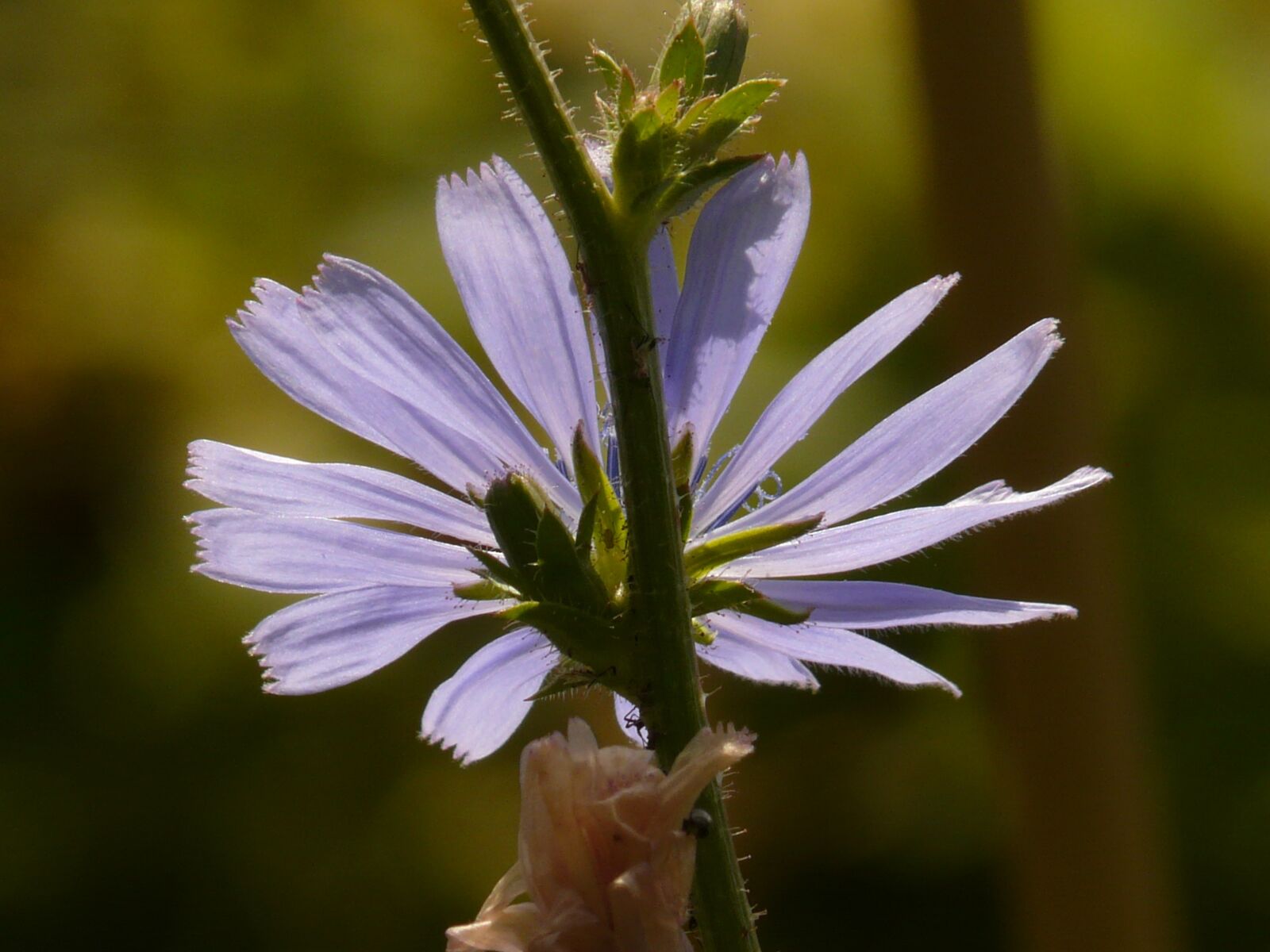 Panasonic DMC-FZ18 sample photo. Common chicory, chicory, flower photography