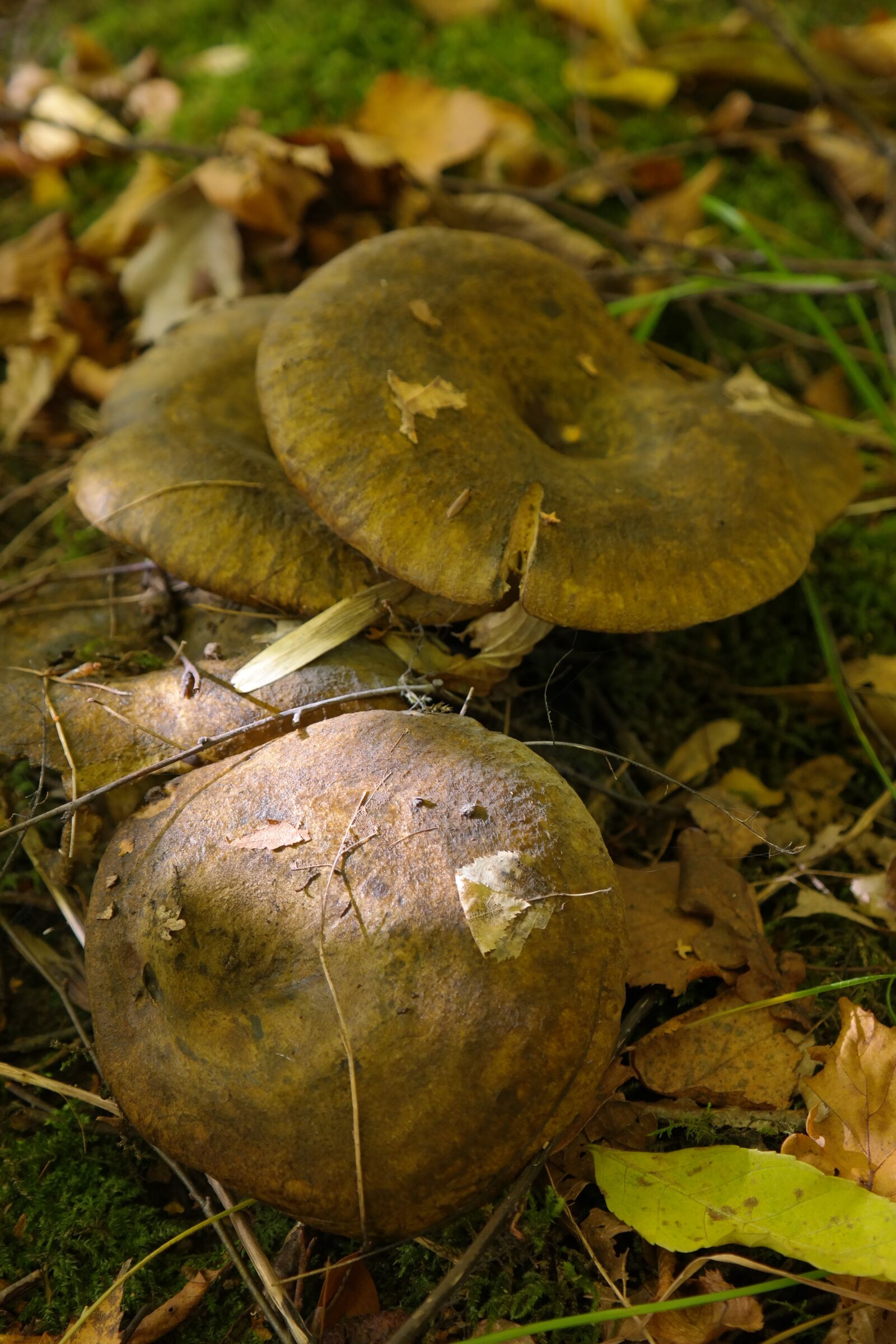 Samsung NX300 sample photo. Mushroom, forest, autumn photography