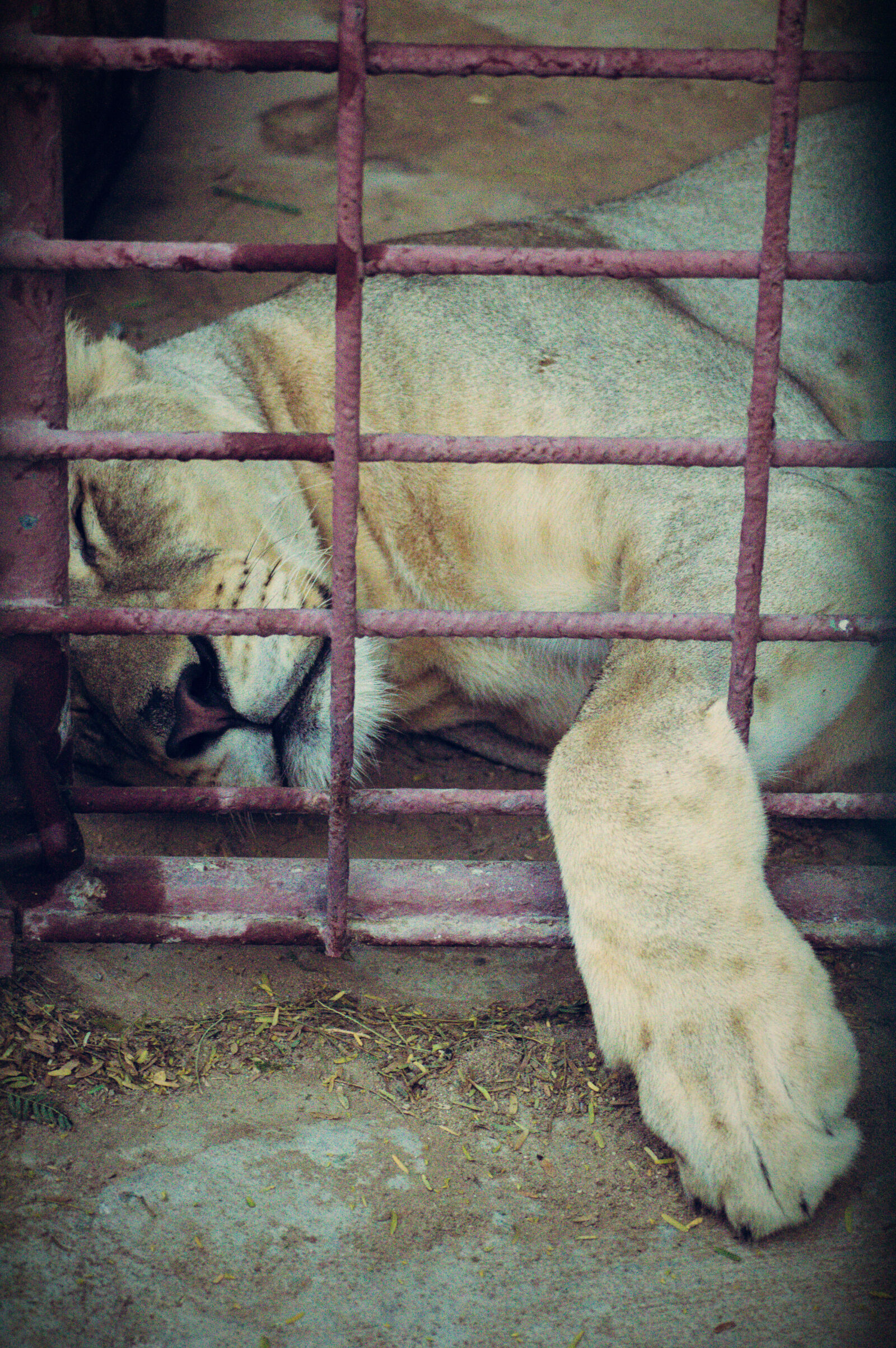 Nikon D3200 sample photo. Animal, cage, lioness, zoo photography