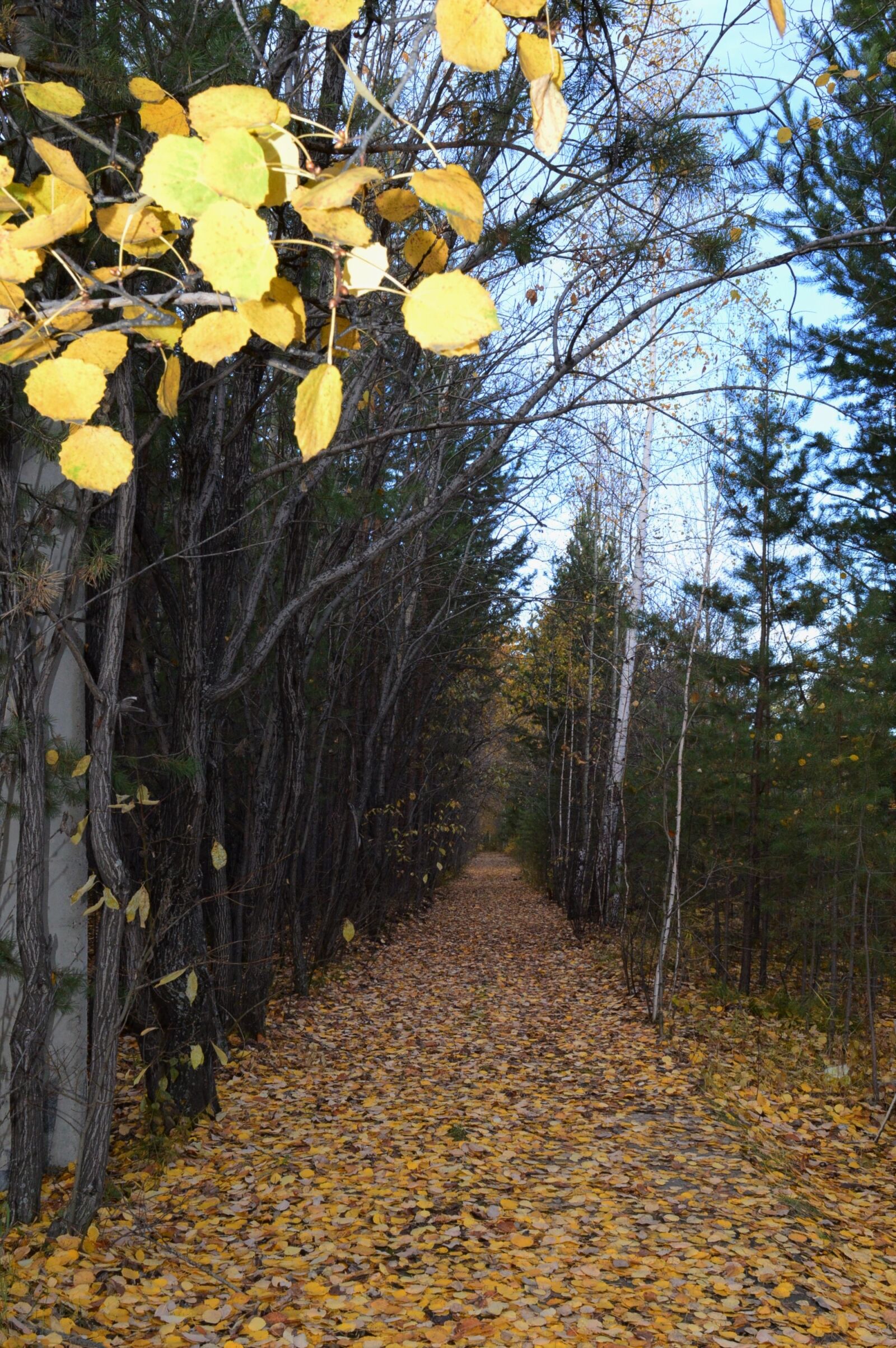 Nikon D3200 sample photo. Autumn, listopad, golden autumn photography