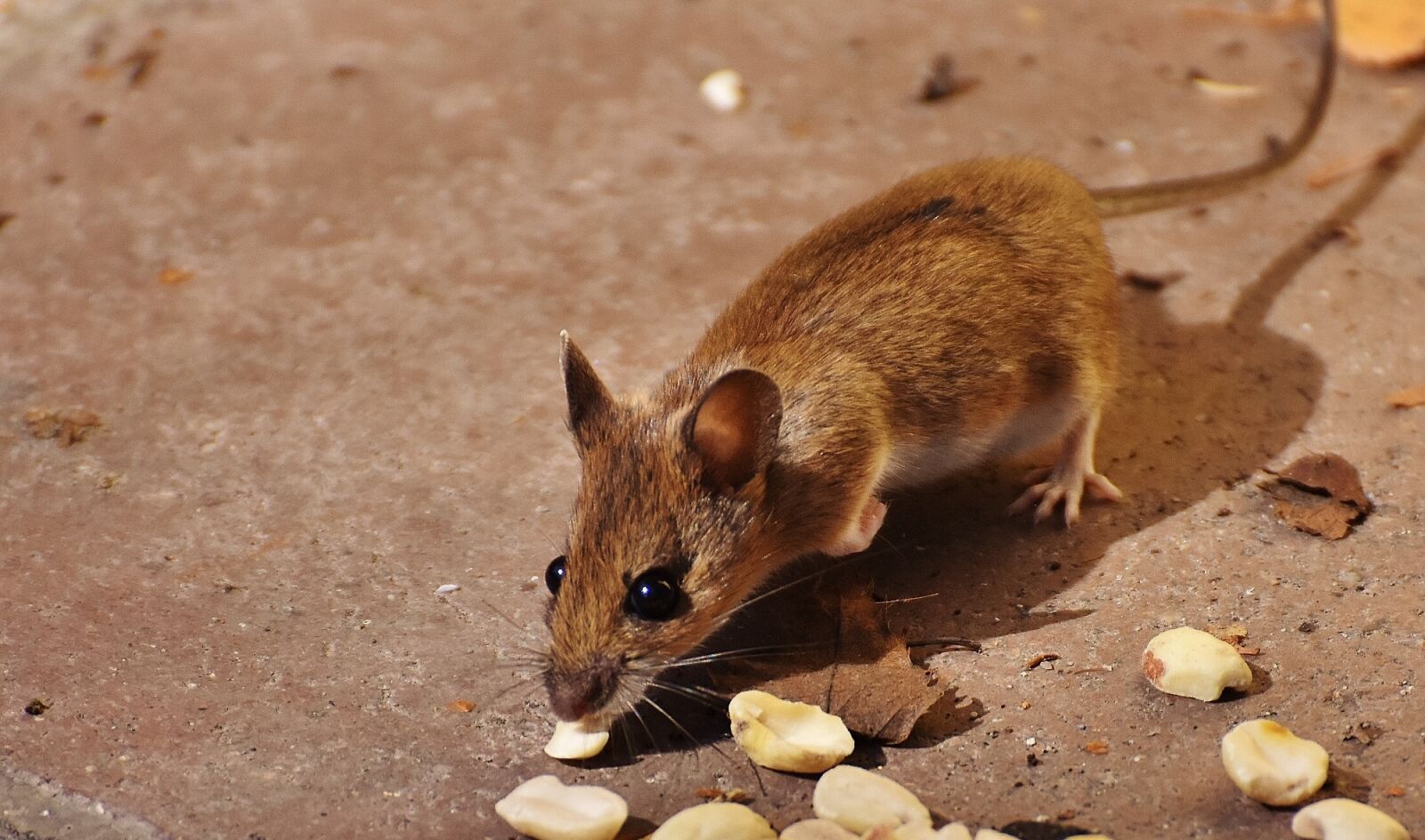 Nikon D7200 sample photo. Wood mouse, nager, cute photography