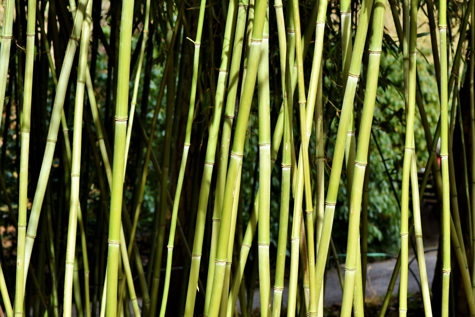 Nikon D7200 sample photo. Bamboo, bamboo forest, giant photography
