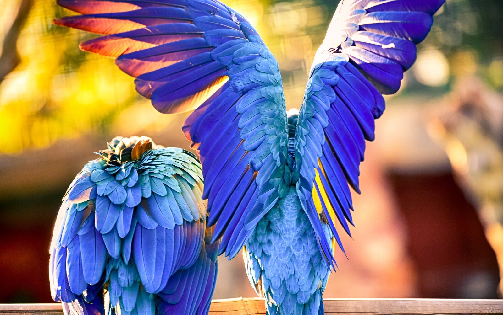 Nikon D7000 sample photo. Colors, bird, parrot photography