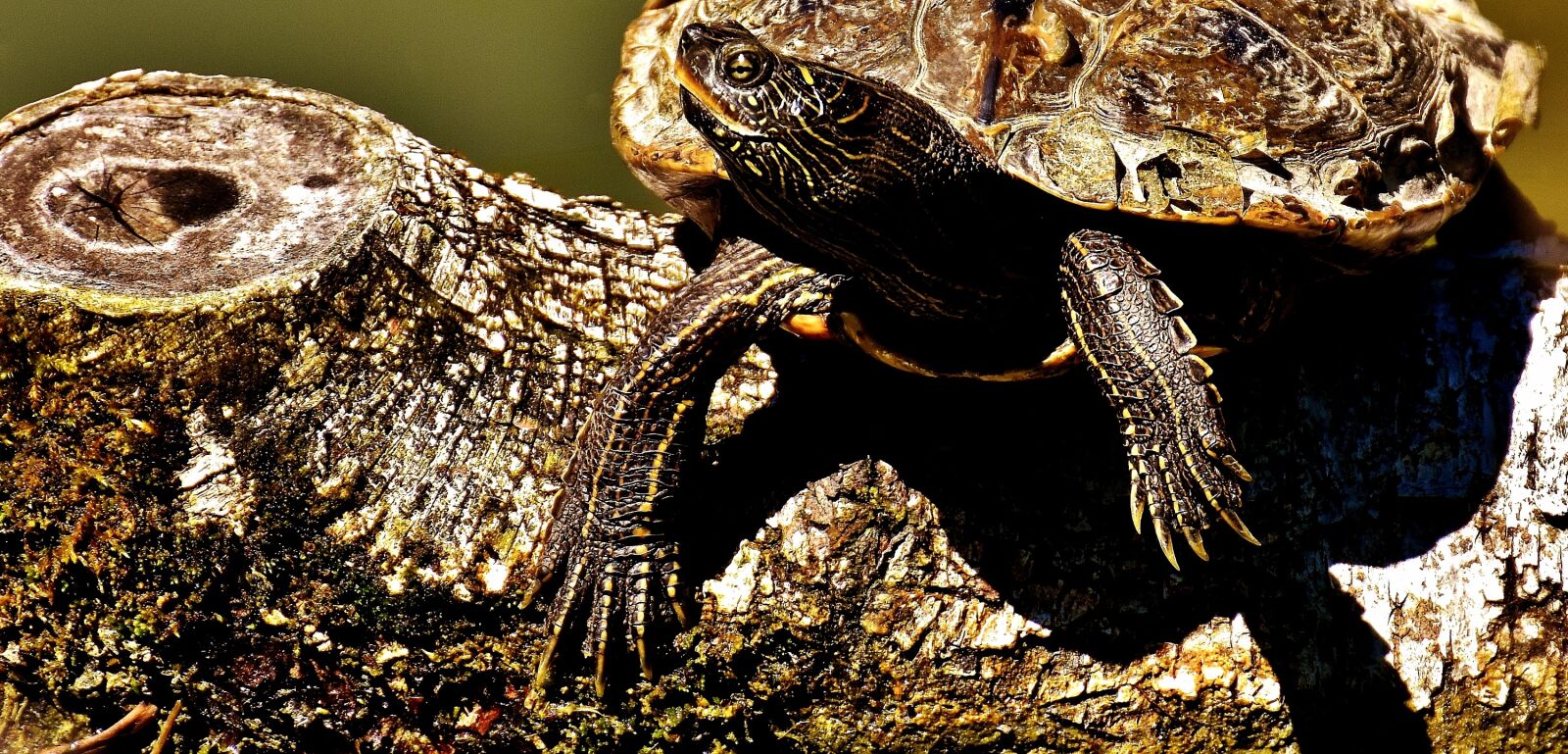Nikon D7200 sample photo. Turtle, water turtle, animal photography