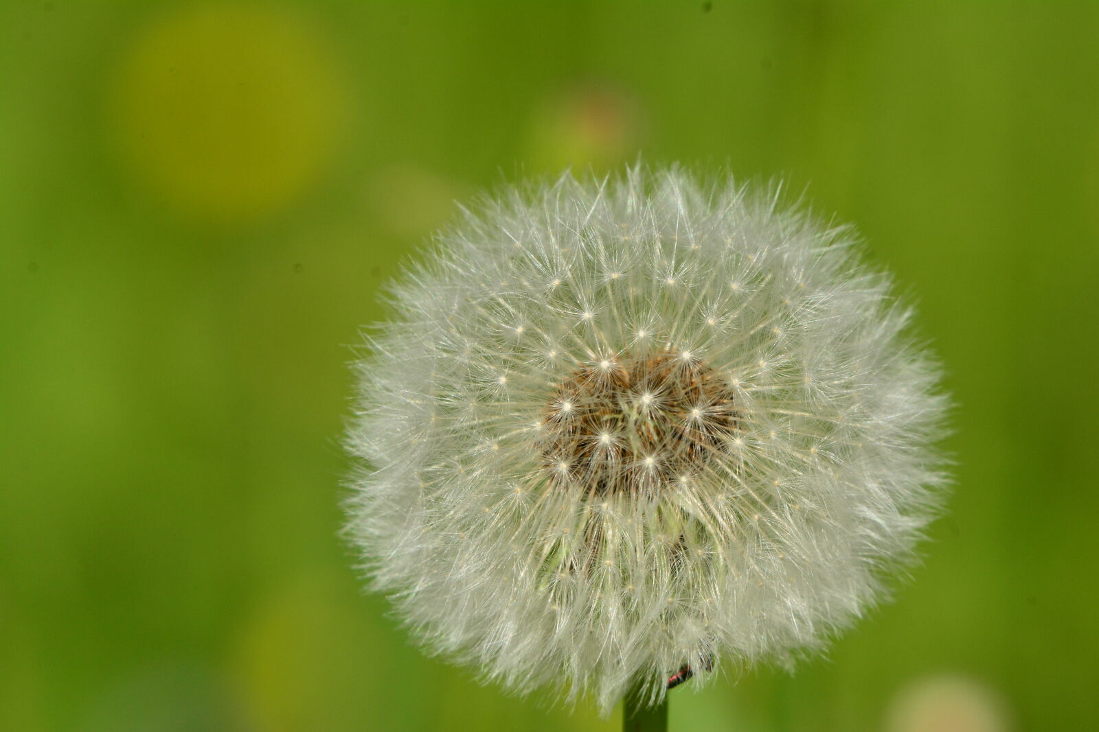 Nikon D7100 sample photo