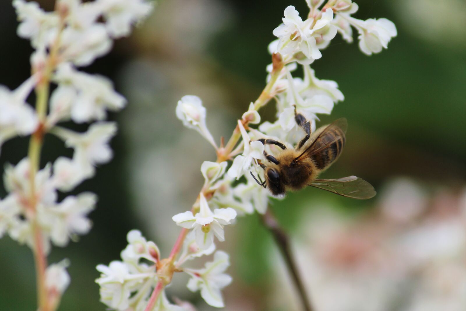 Canon EOS 4000D (EOS Rebel T100 / EOS 3000D) sample photo. Bee, flower, insect photography