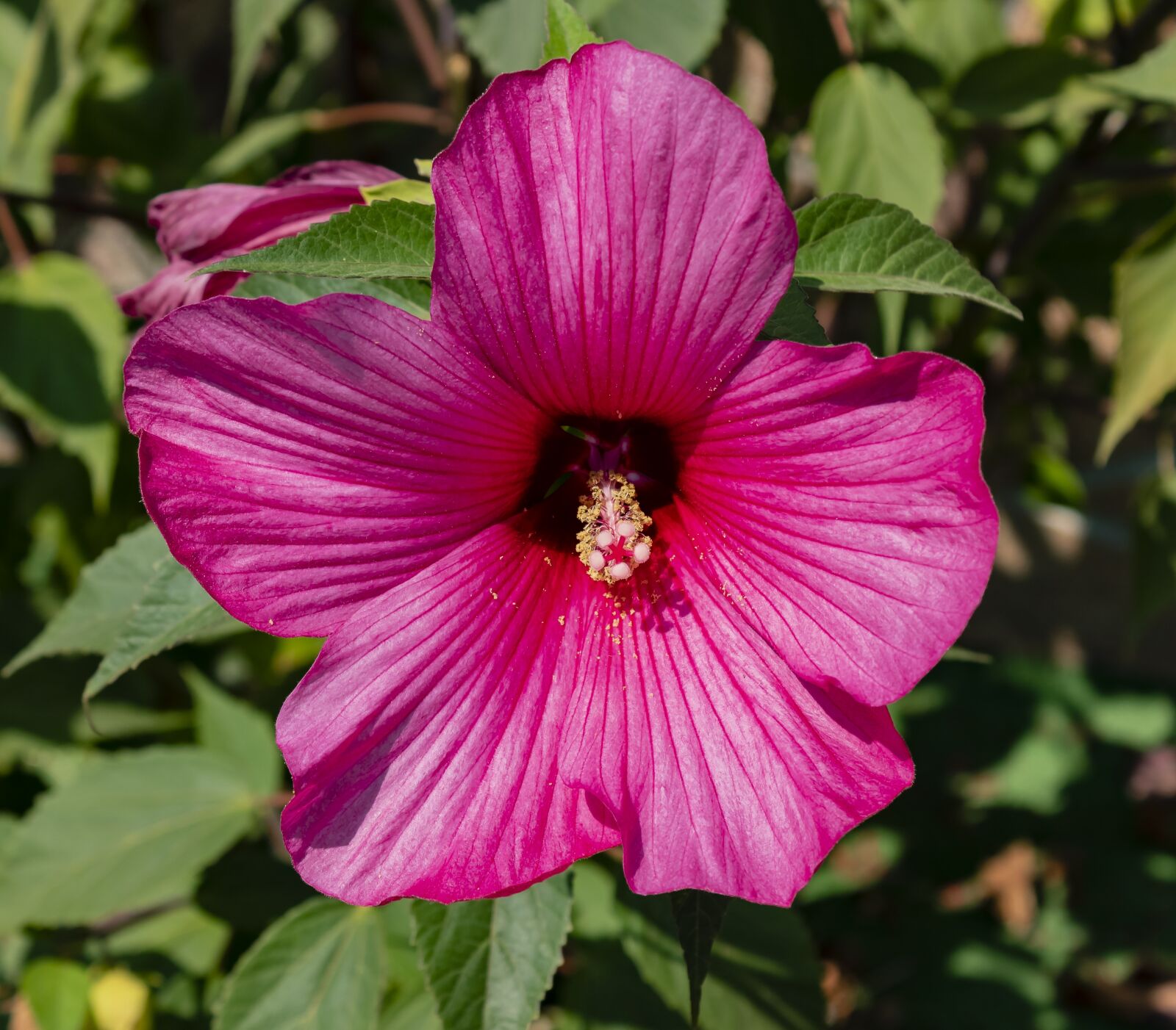 Canon EOS 1300D (EOS Rebel T6 / EOS Kiss X80) sample photo. Flower, hibiscus, tropic photography