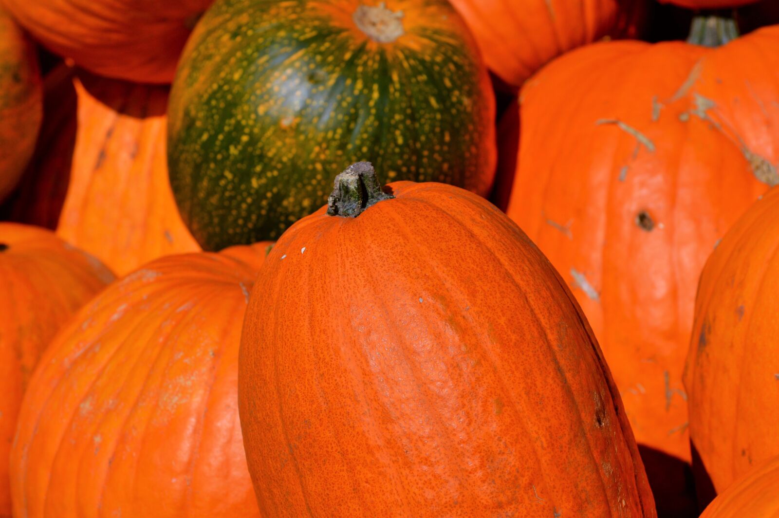 Nikon D3200 sample photo. Pumpkin, fruit, orange photography
