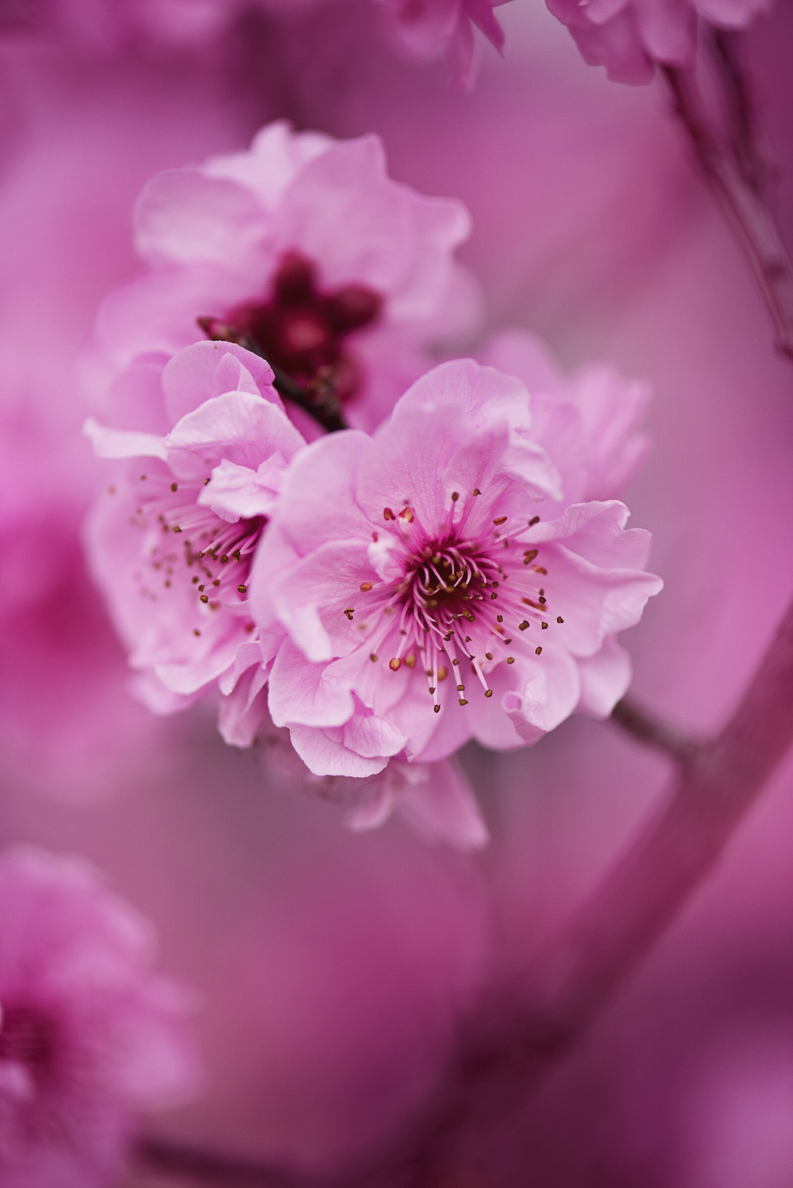 Nikon D810 sample photo. Blur, cherry, blossoms, close photography