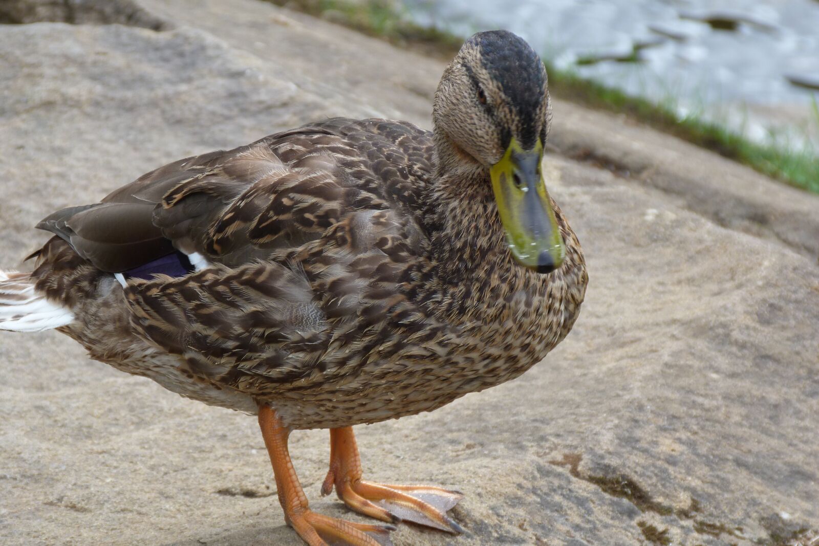 Panasonic Lumix DMC-FZ40 (Lumix DMC-FZ45) sample photo. Duck, mallard, nature photography