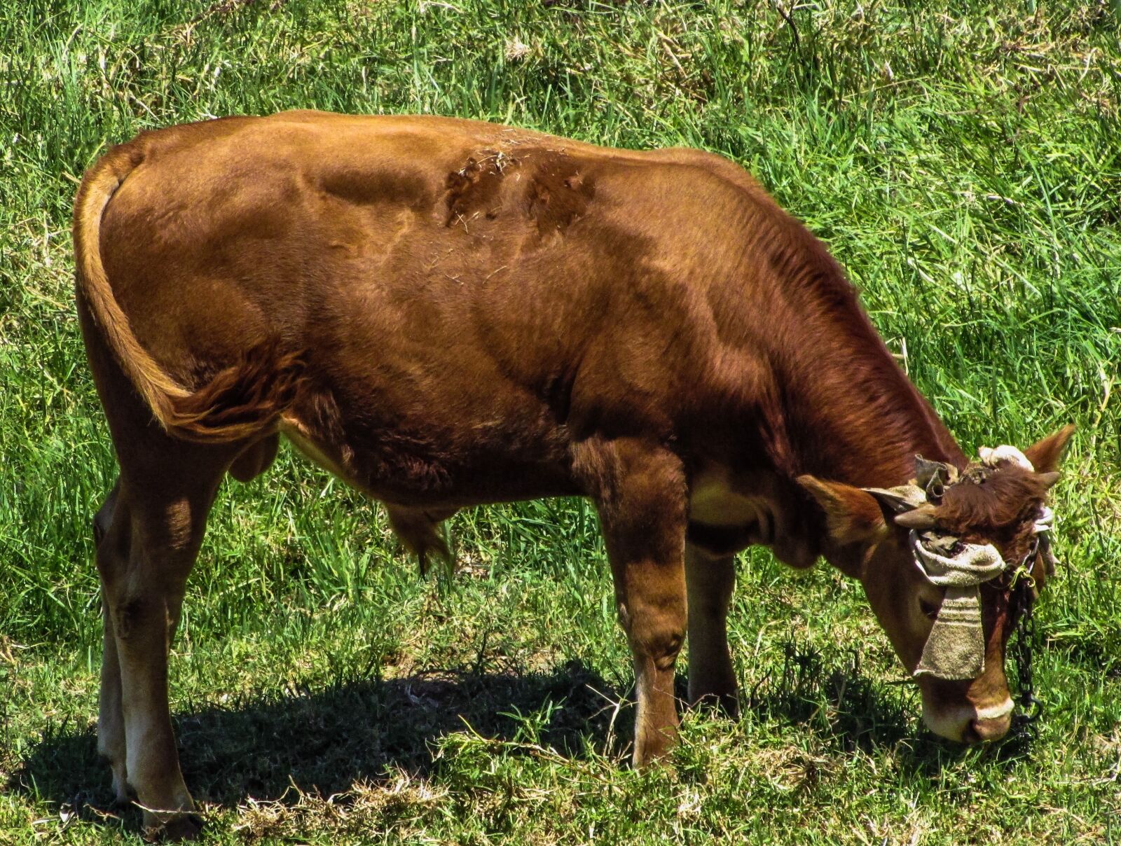 Canon PowerShot SX400 IS sample photo. Cow, brown, animal photography