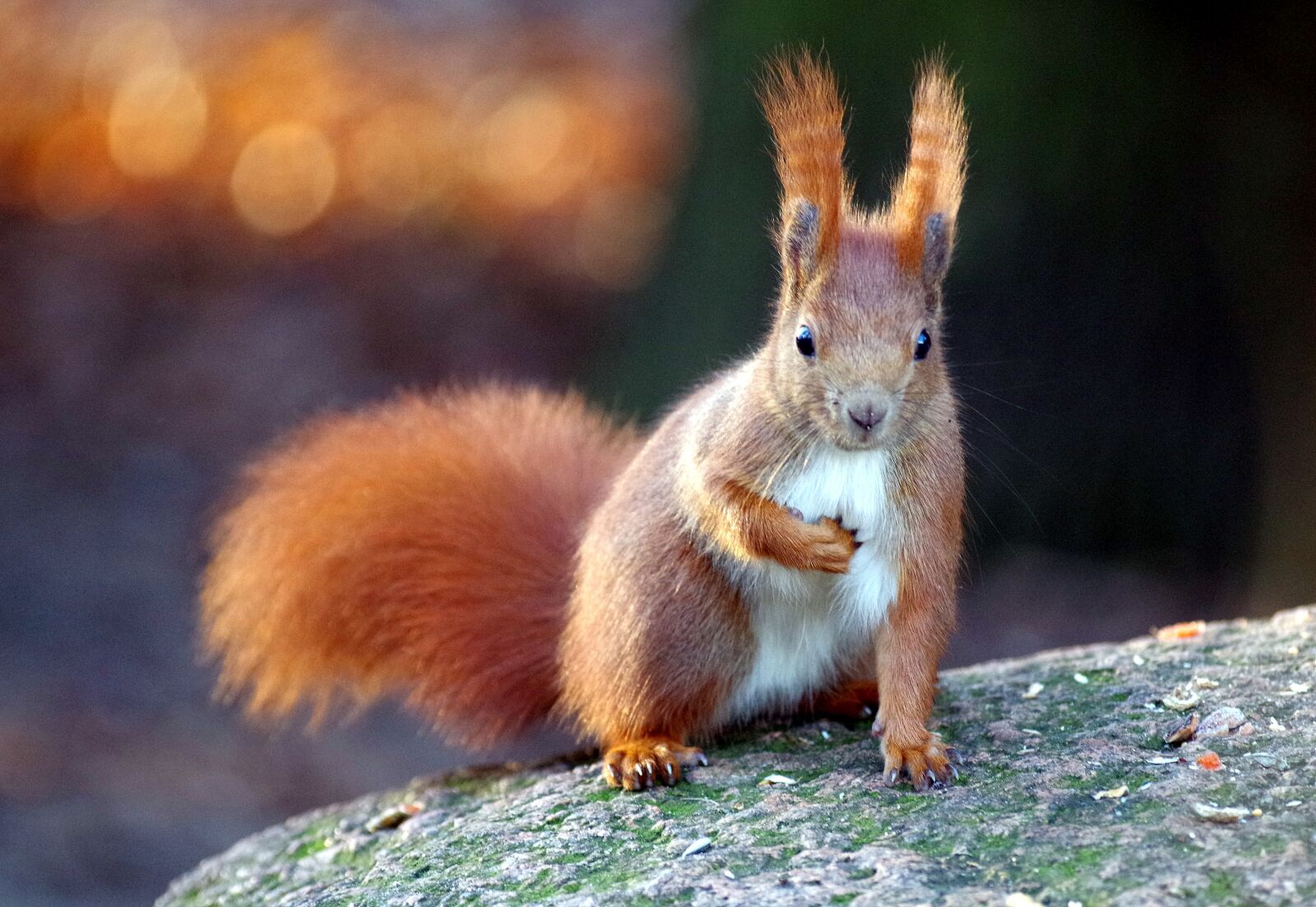 Pentax K-30 sample photo. Squirrel, fur, nager photography