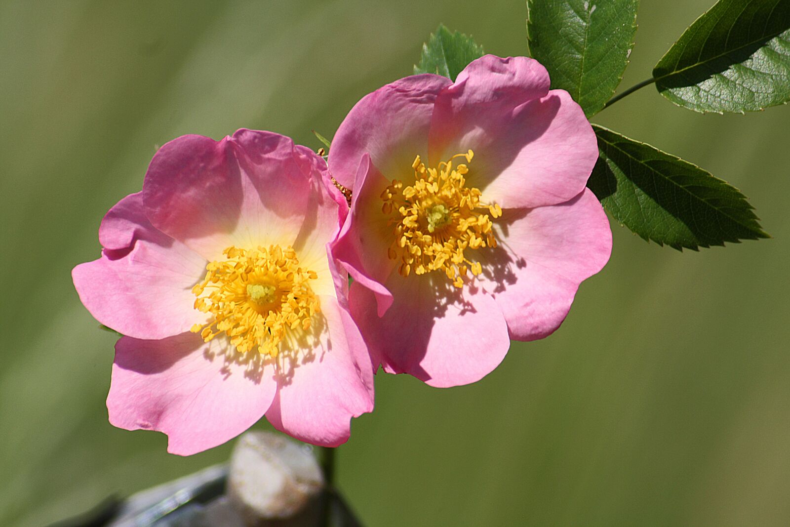 Canon EOS 1000D (EOS Digital Rebel XS / EOS Kiss F) sample photo. Wild rose, flower, flora photography