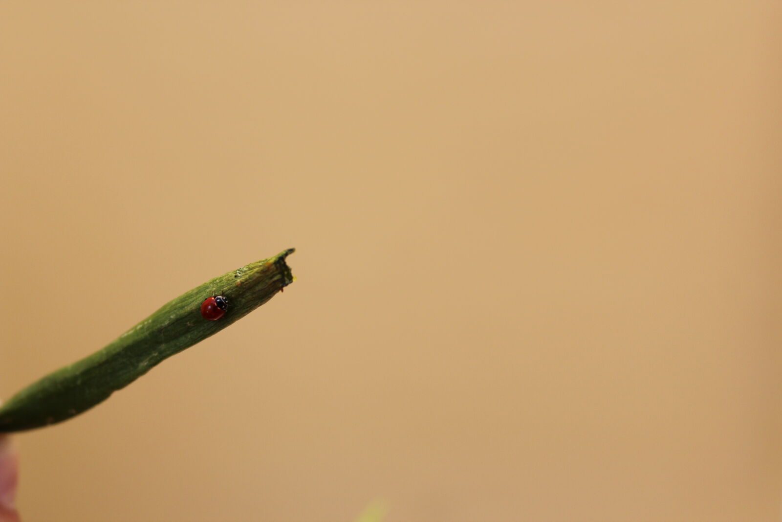 Canon EOS 600D (Rebel EOS T3i / EOS Kiss X5) sample photo. Ladybug, nature photography