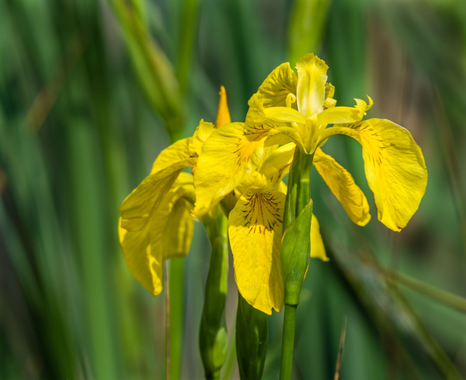 Nikon D7200 sample photo. Flower, wild, wild flowers photography