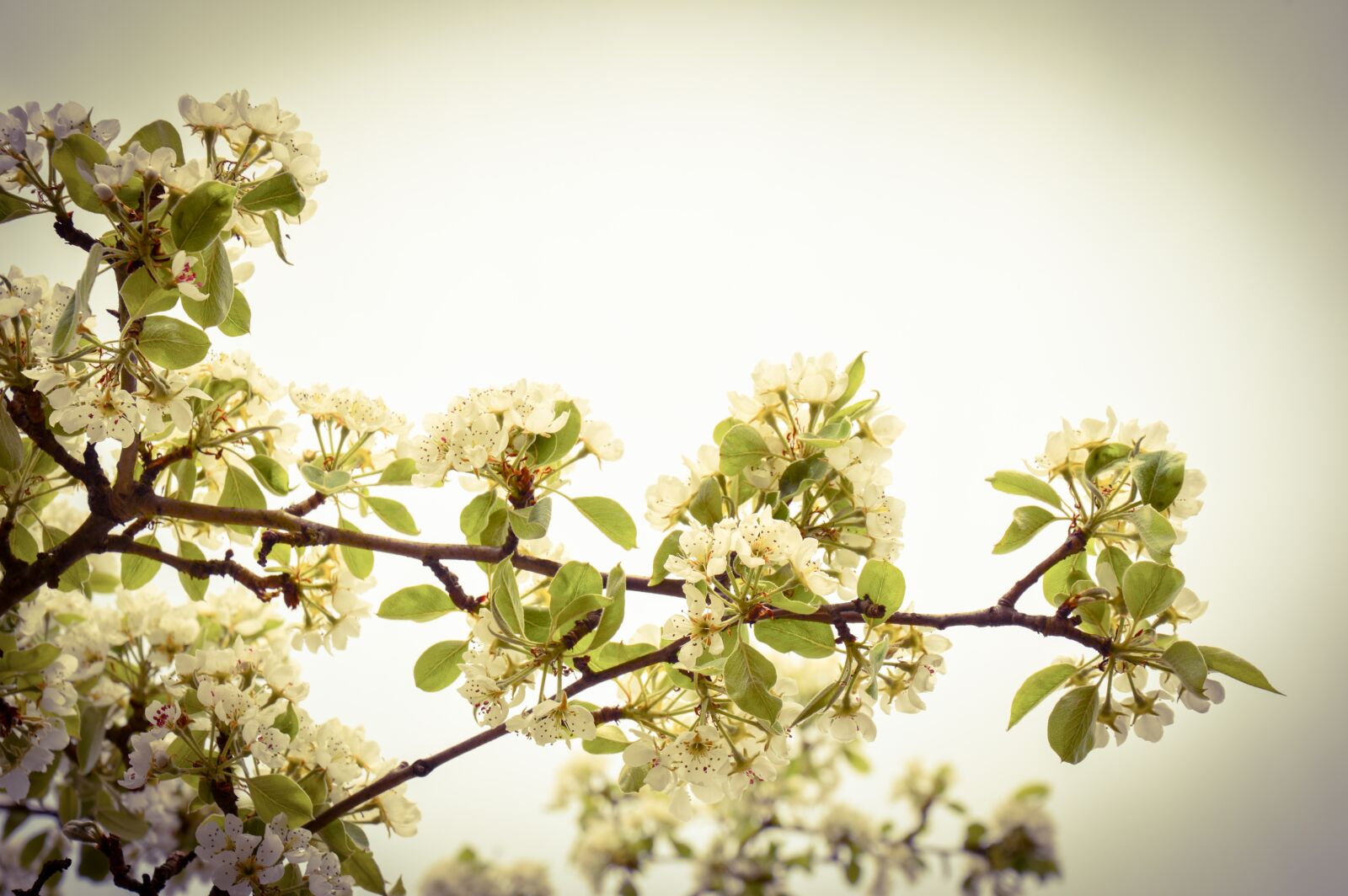 Nikon D3200 sample photo. Pear tree, flower, tree photography