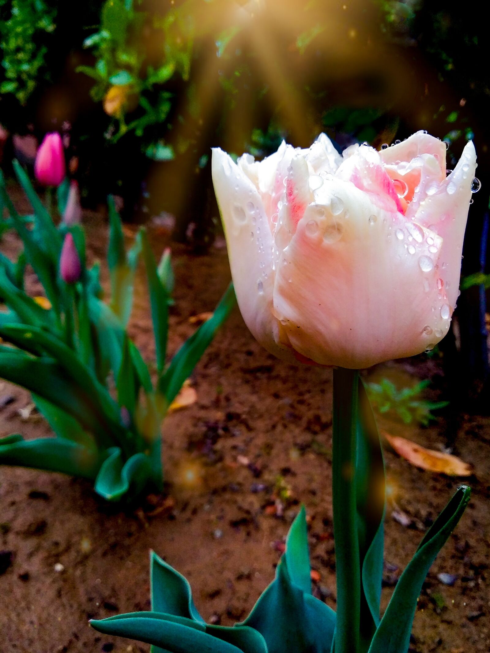 HUAWEI GR3 2017 sample photo. Tulips, light pink tulip photography